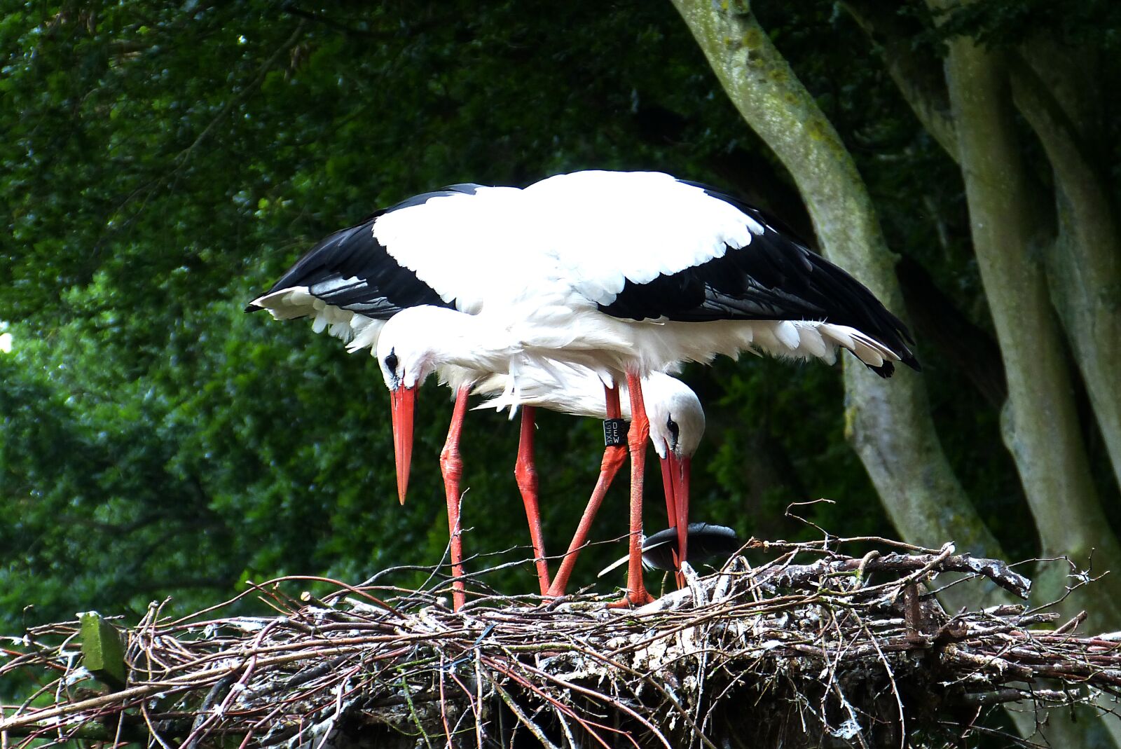 Panasonic Lumix DMC-FZ150 sample photo. Storks, nest, rearing photography