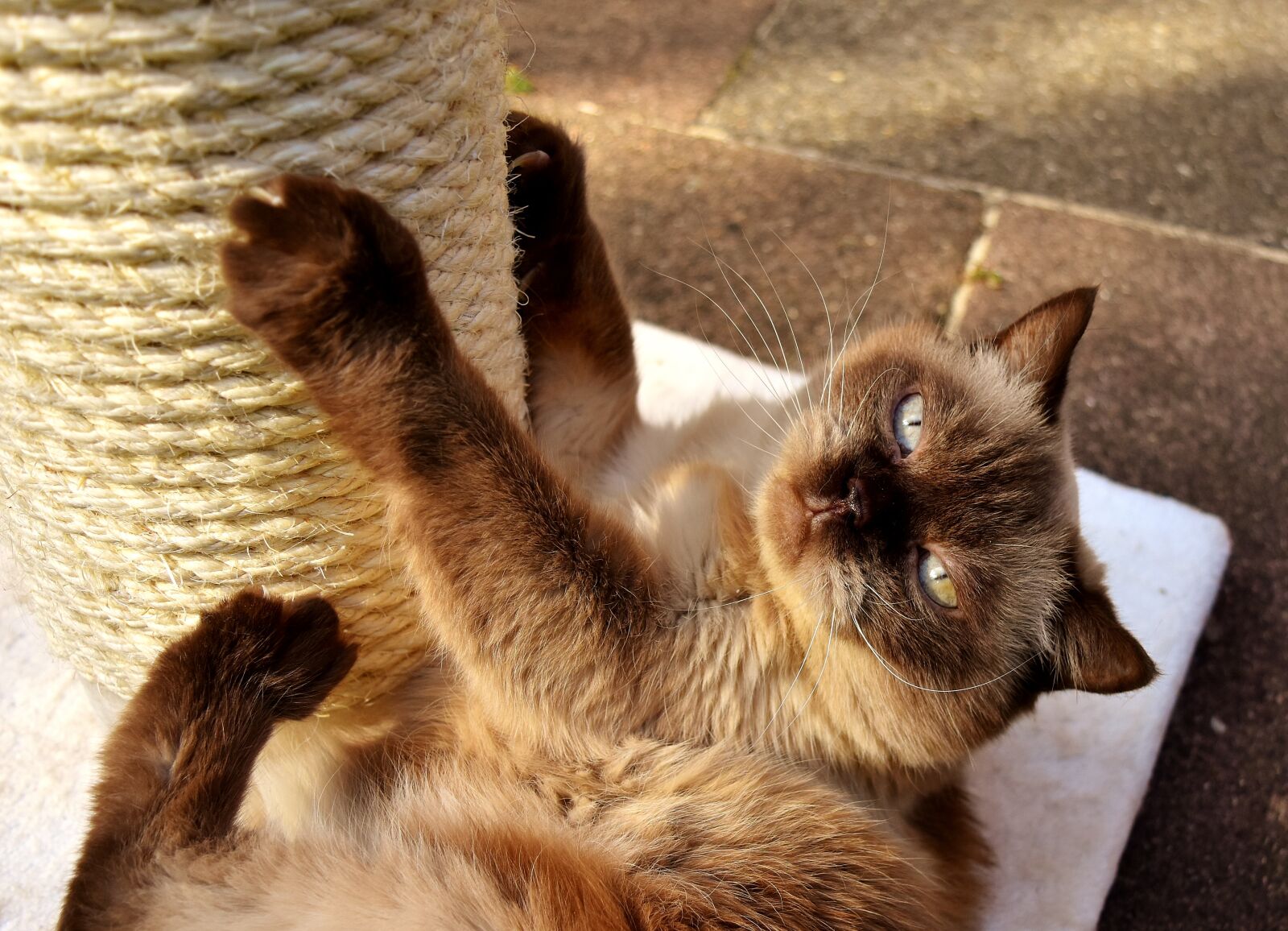 Nikon D7200 sample photo. British shorthair, cat, kratzbaum photography