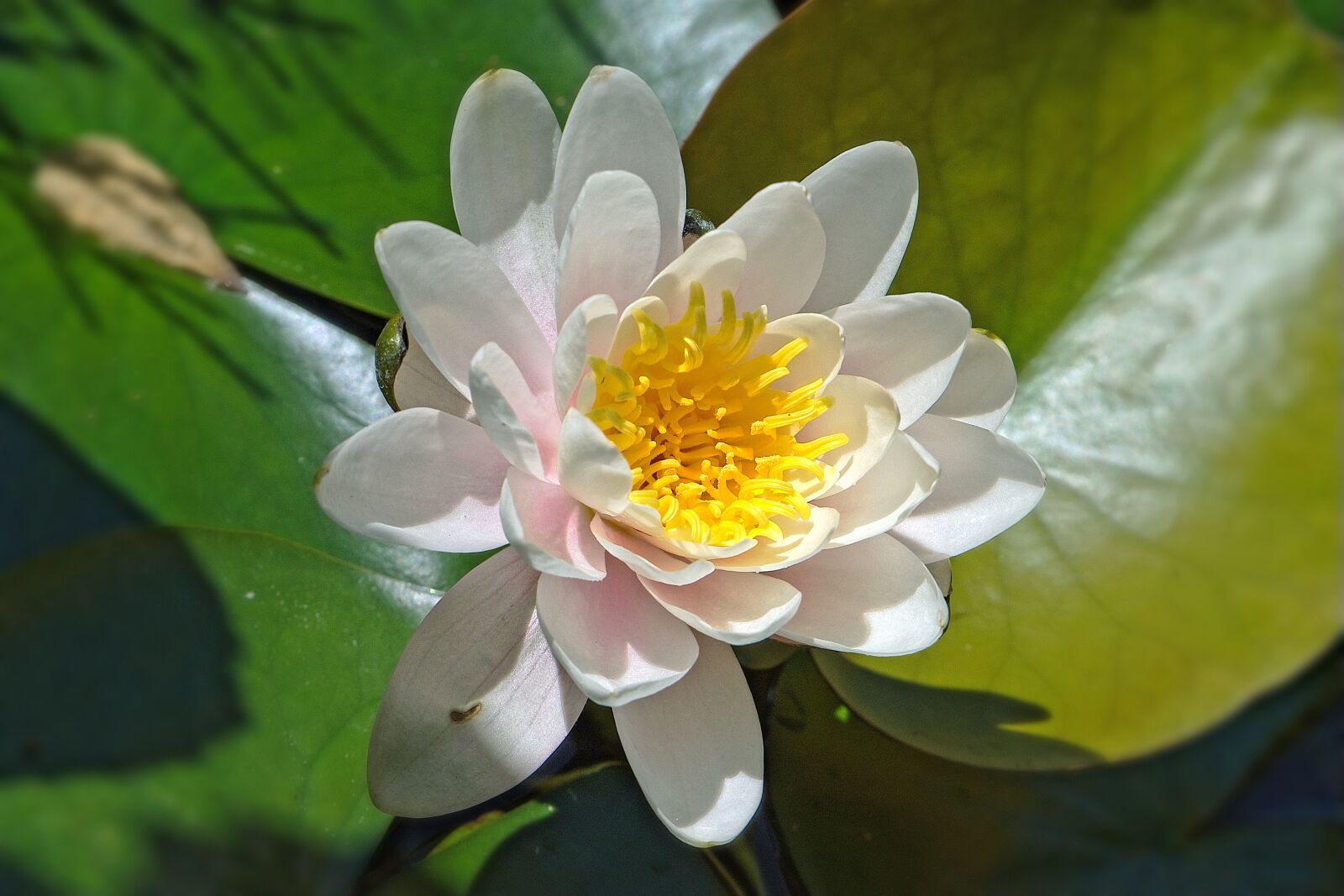 Nikon D5600 sample photo. Water lily, white, blossom photography