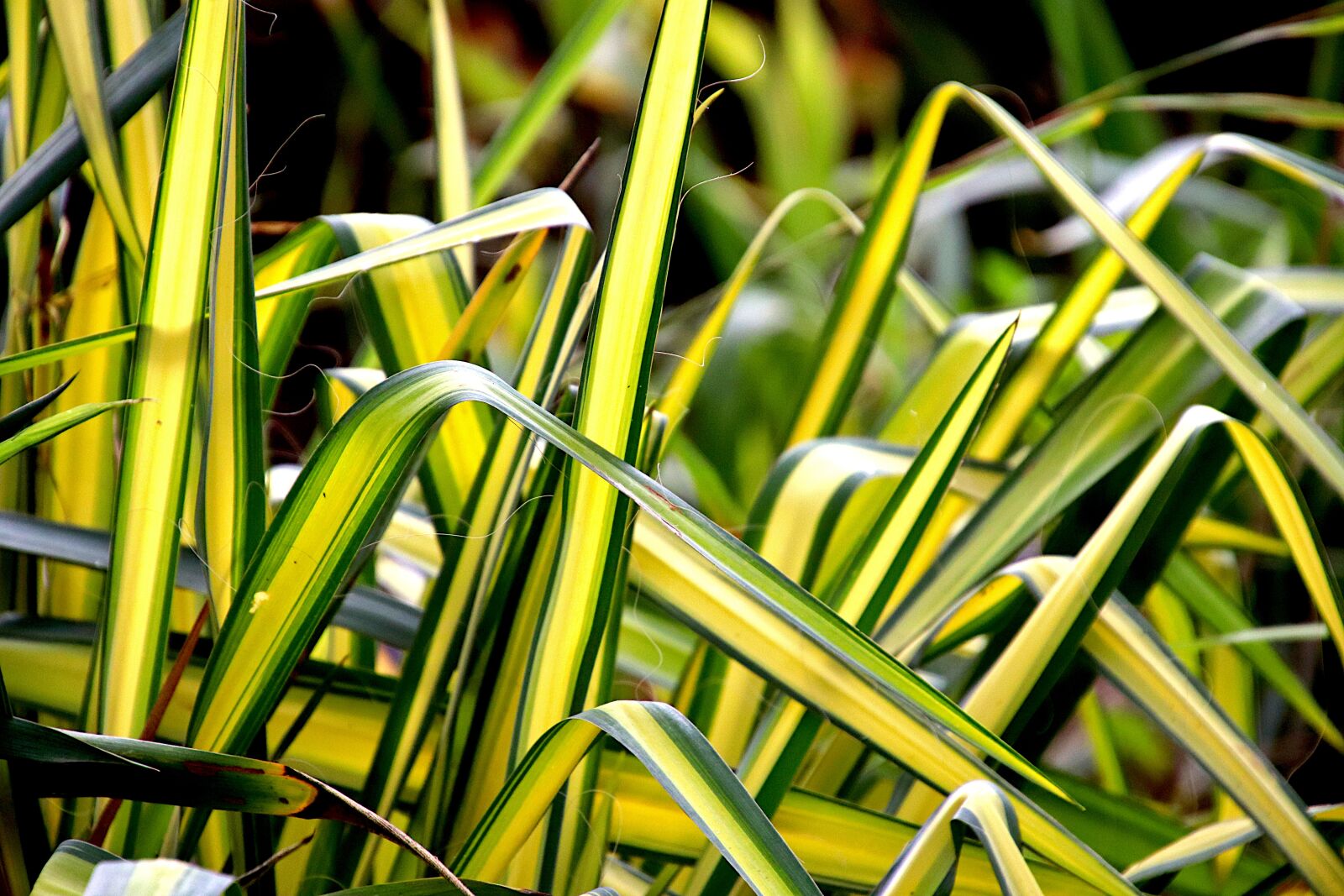 Canon EOS 800D (EOS Rebel T7i / EOS Kiss X9i) sample photo. Chlorophytum, foliage plants, foliage photography