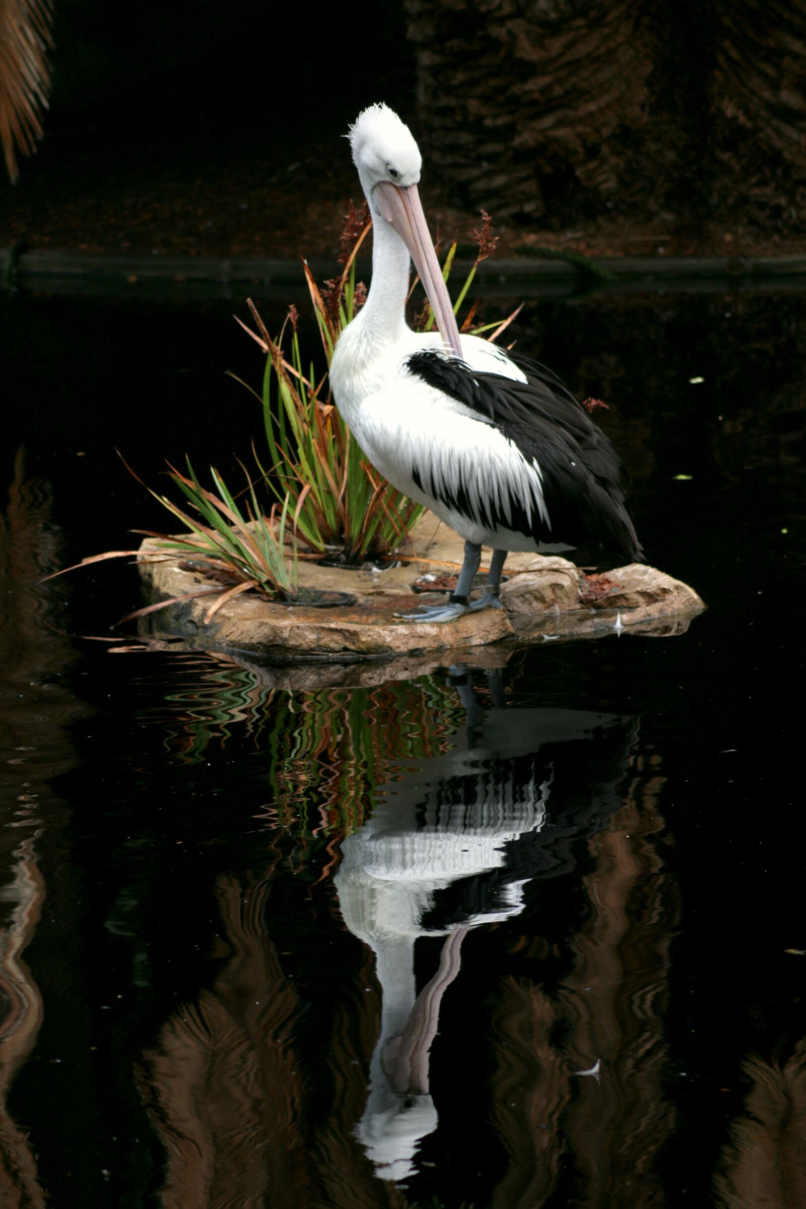 Canon EOS 70D sample photo. Bird, wildlife, nature photography