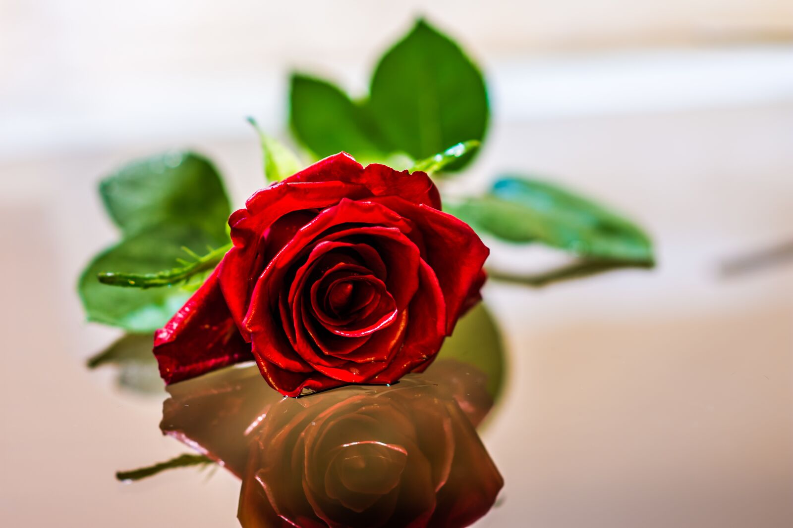 Nikon D7200 sample photo. Rose, flower, romantic photography
