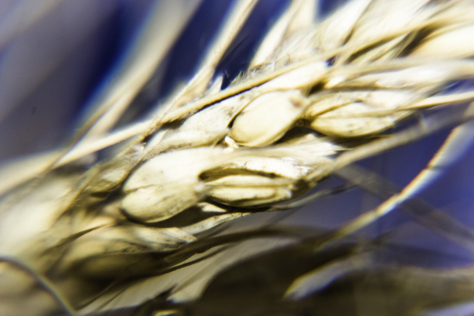 Nikon D7100 sample photo. Grain, seed, agriculture photography