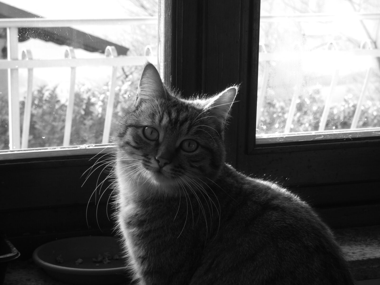 Panasonic Lumix DC-FZ80 (Lumix DC-FZ82) sample photo. Bella, my, cat photography