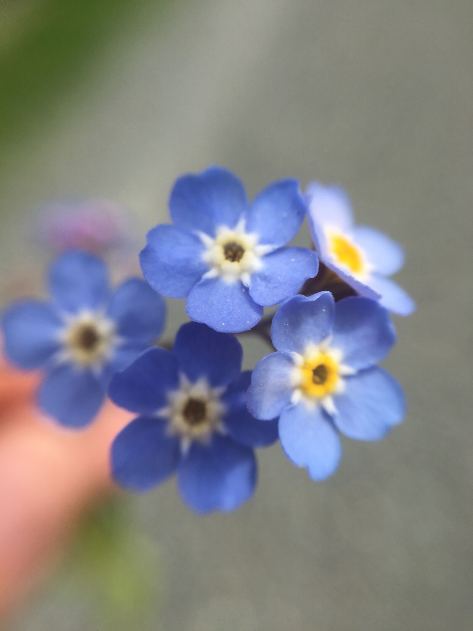 Apple iPhone 6s sample photo. Forget-me-not, flower, blue photography