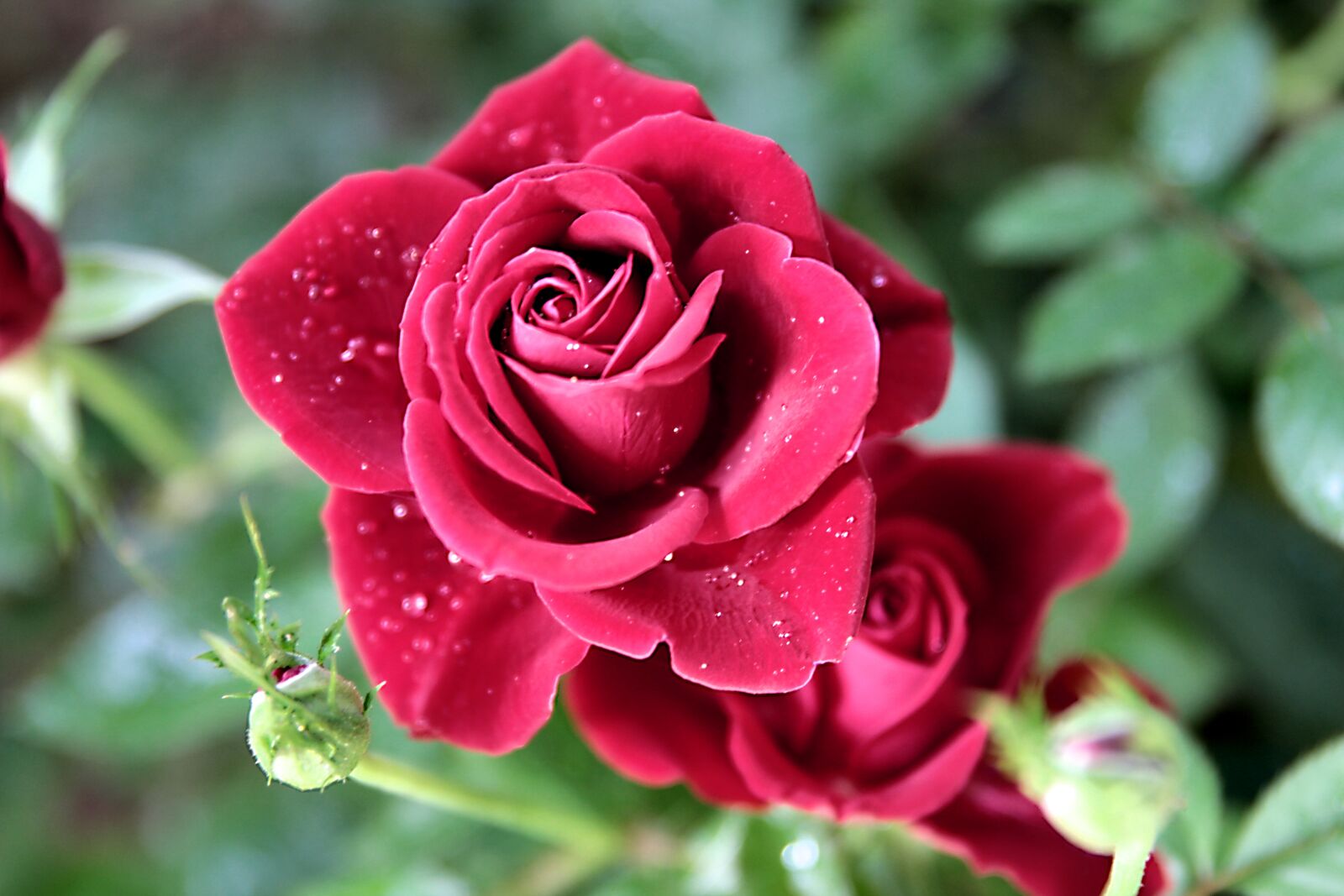 Canon EOS 550D (EOS Rebel T2i / EOS Kiss X4) sample photo. Rose, roses, flower photography