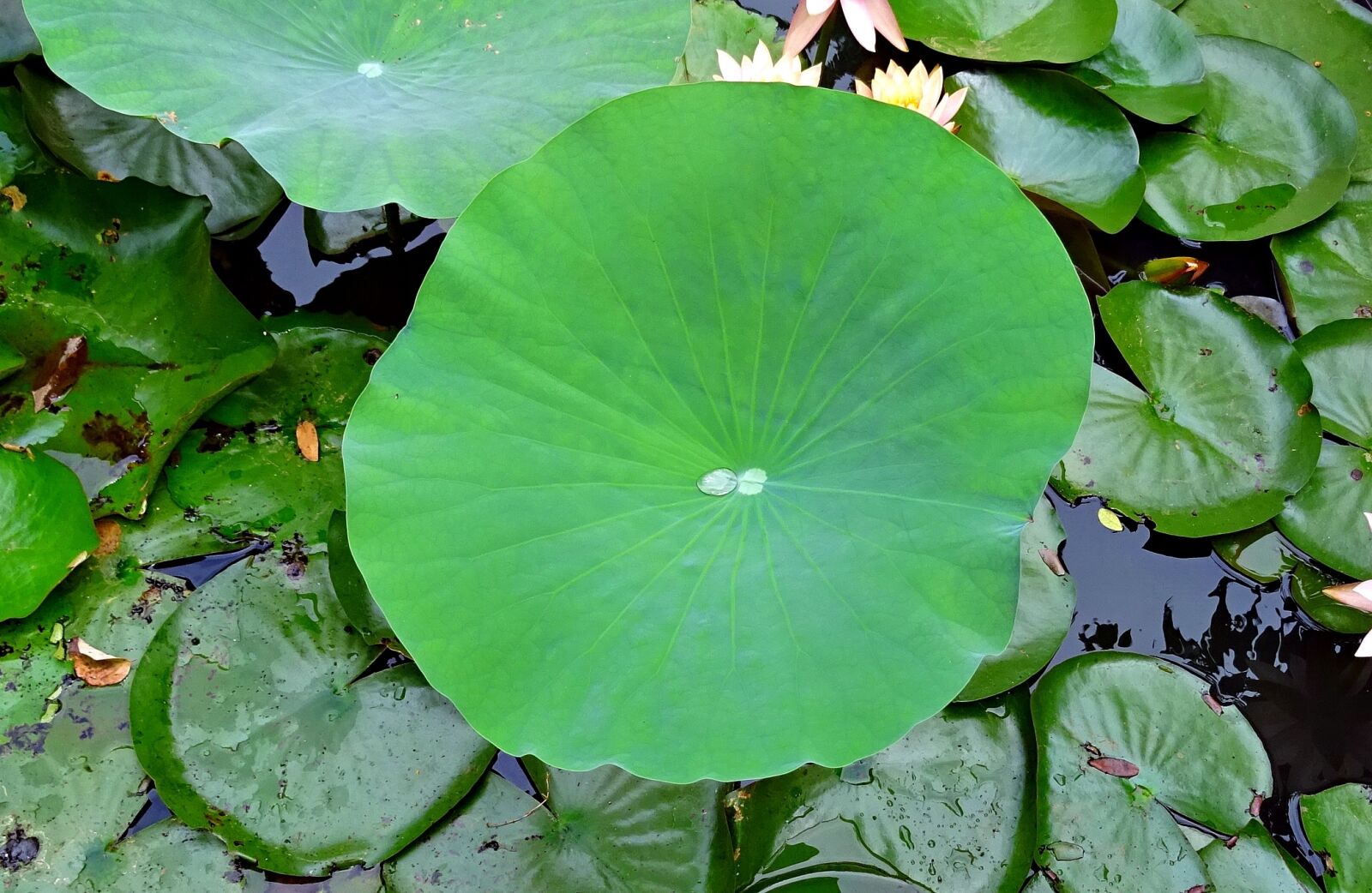 Sony DSC-HX60V sample photo. Lotus, pad, leaf photography