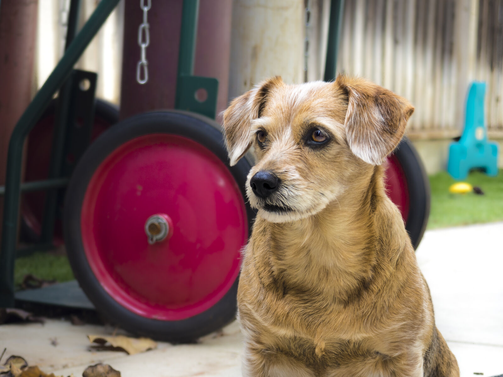 Olympus OM-D E-M10 II sample photo. Animal, brown, clear, dog photography