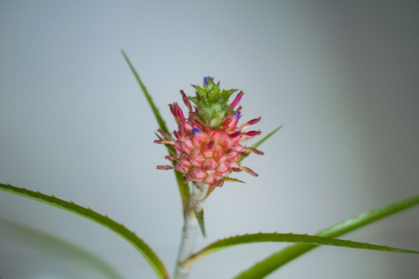 Nikon D90 sample photo. Female, flower, nice photography