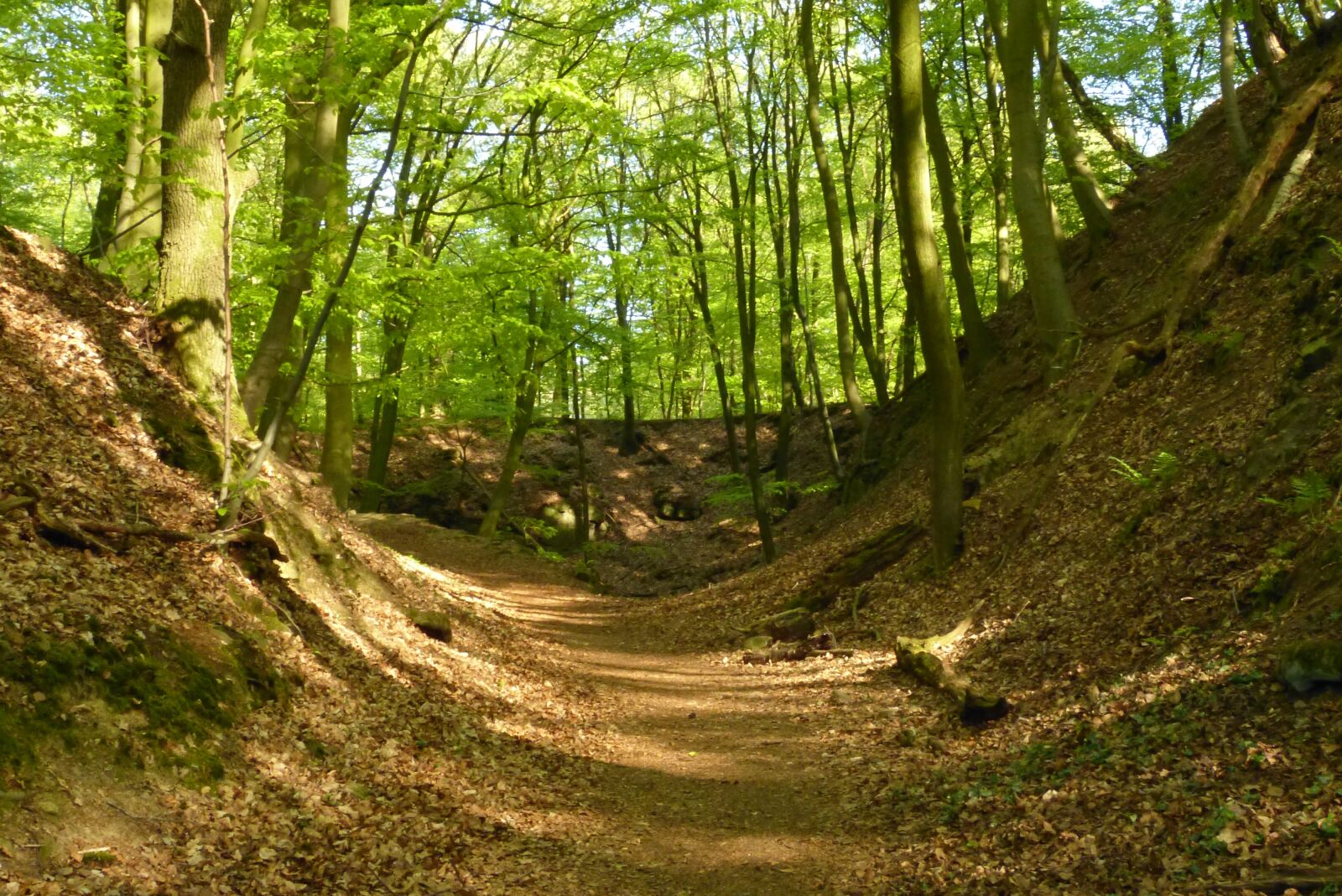 Panasonic Lumix DMC-FZ150 sample photo. Forest, away, landscape photography