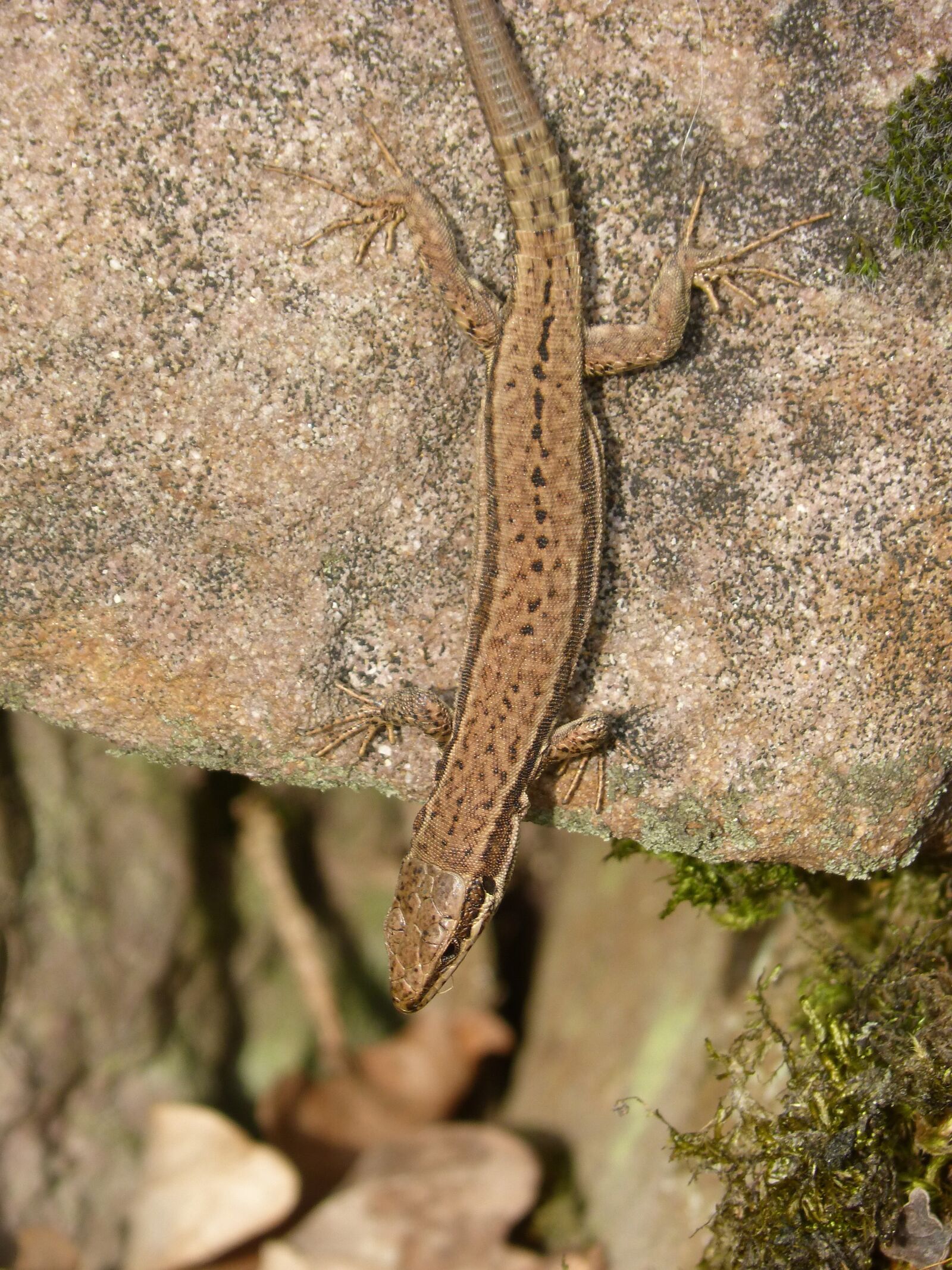 Panasonic DMC-FZ62 sample photo. Lizard, rock, reptile photography