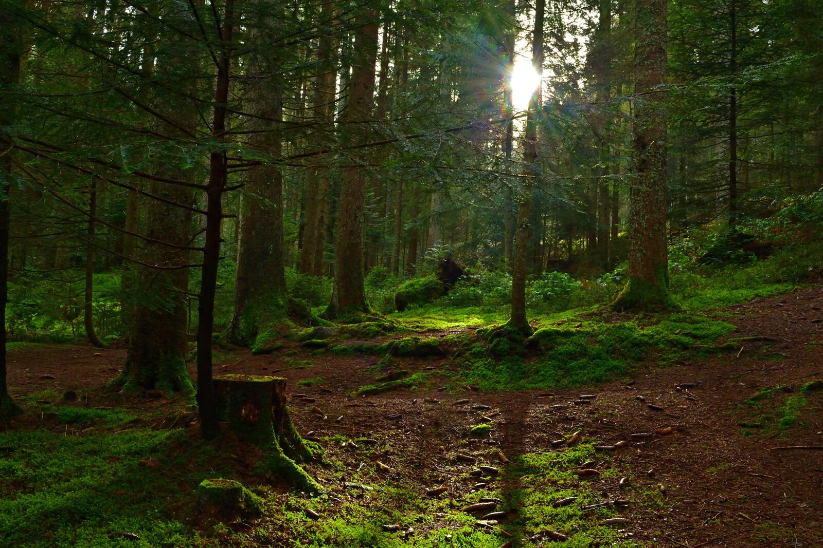 Nikon D5200 sample photo. Forest, mystical, trees photography