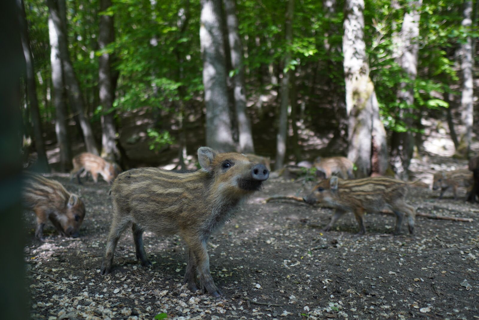 Sony a6400 + Sigma 16mm F1.4 DC DN | C sample photo. Wild boar, pig, sows photography