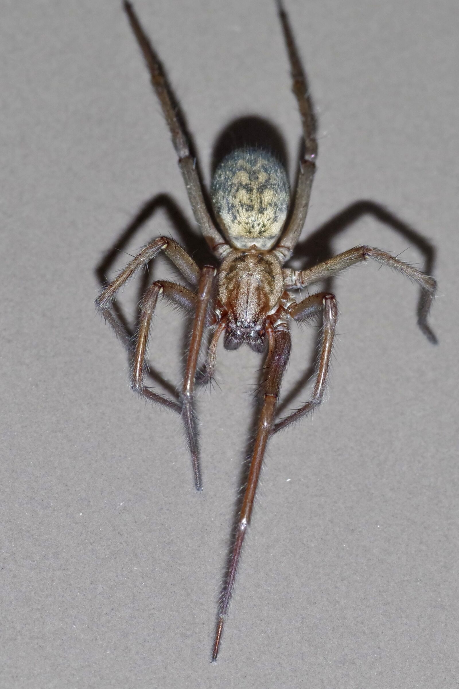 Pentax K-S2 sample photo. Spider, tegenaria domestica, terrible photography