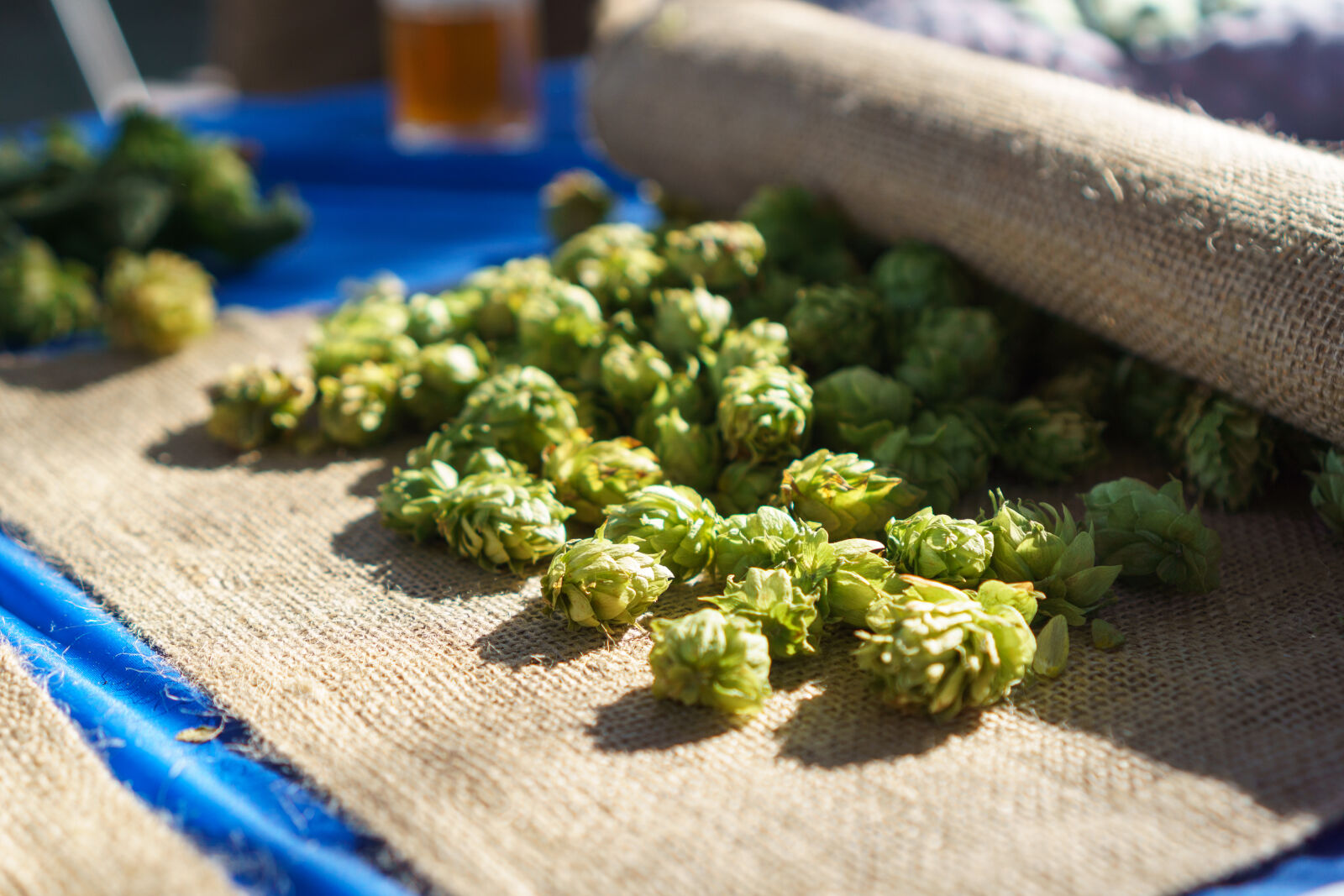 Sony a6000 + Sony E 35mm F1.8 OSS sample photo. Beer, closeup, hops photography