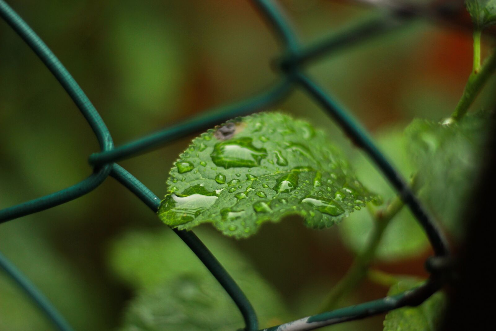 Canon EOS 600D (Rebel EOS T3i / EOS Kiss X5) + Canon EF 50mm F1.8 STM sample photo. Leaf, leaves, plant photography