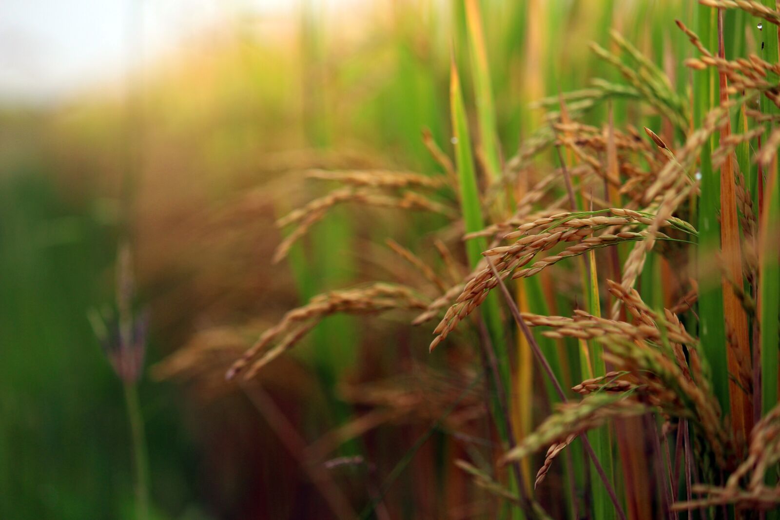 Canon EOS 700D (EOS Rebel T5i / EOS Kiss X7i) sample photo. Paddy field, paddy crop photography
