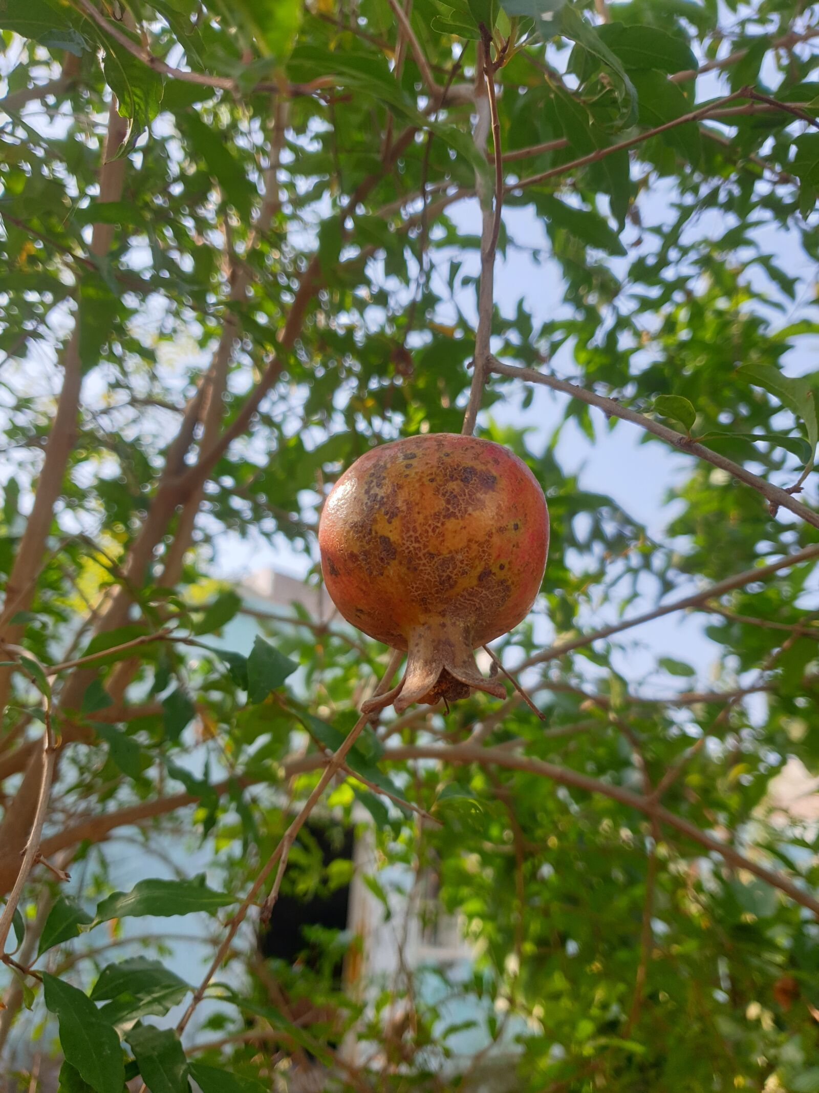Samsung Galaxy S9 sample photo. Pomegranate, fruit, food photography