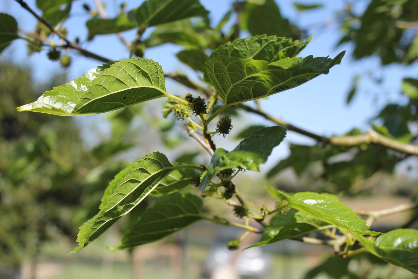 Canon EOS 550D (EOS Rebel T2i / EOS Kiss X4) sample photo. Morus alba, tree, spring photography