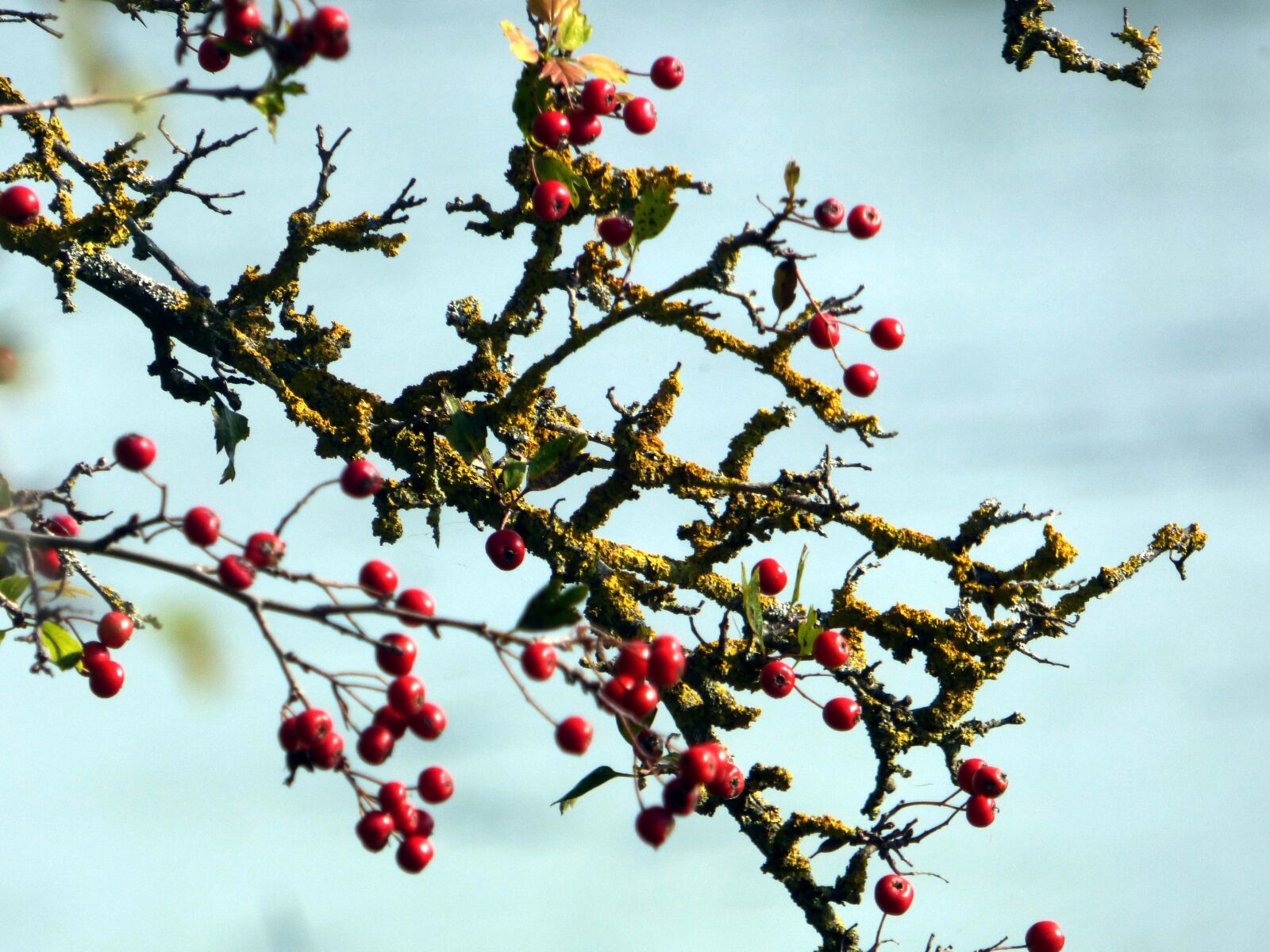 Panasonic DMC-FZ72 sample photo. Tree, fruit, red photography