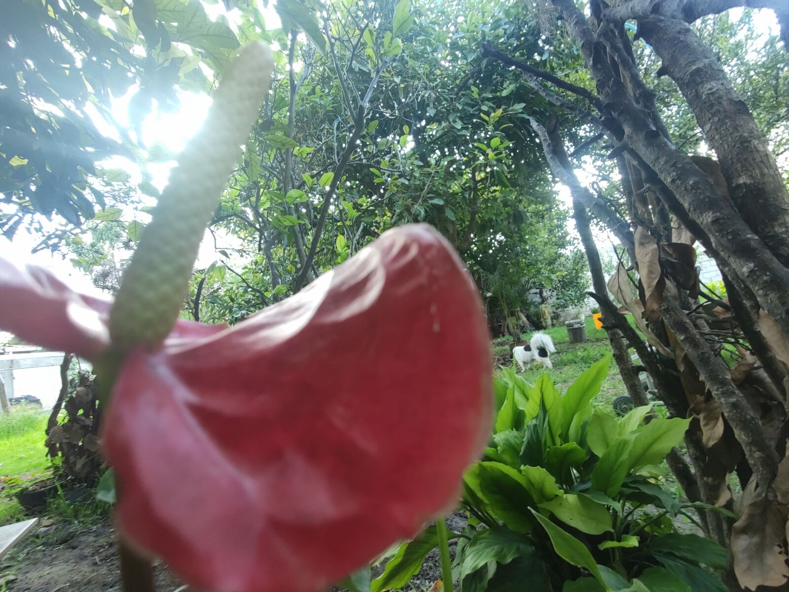 Xiaomi MI 9 sample photo. Nature, flower, green photography