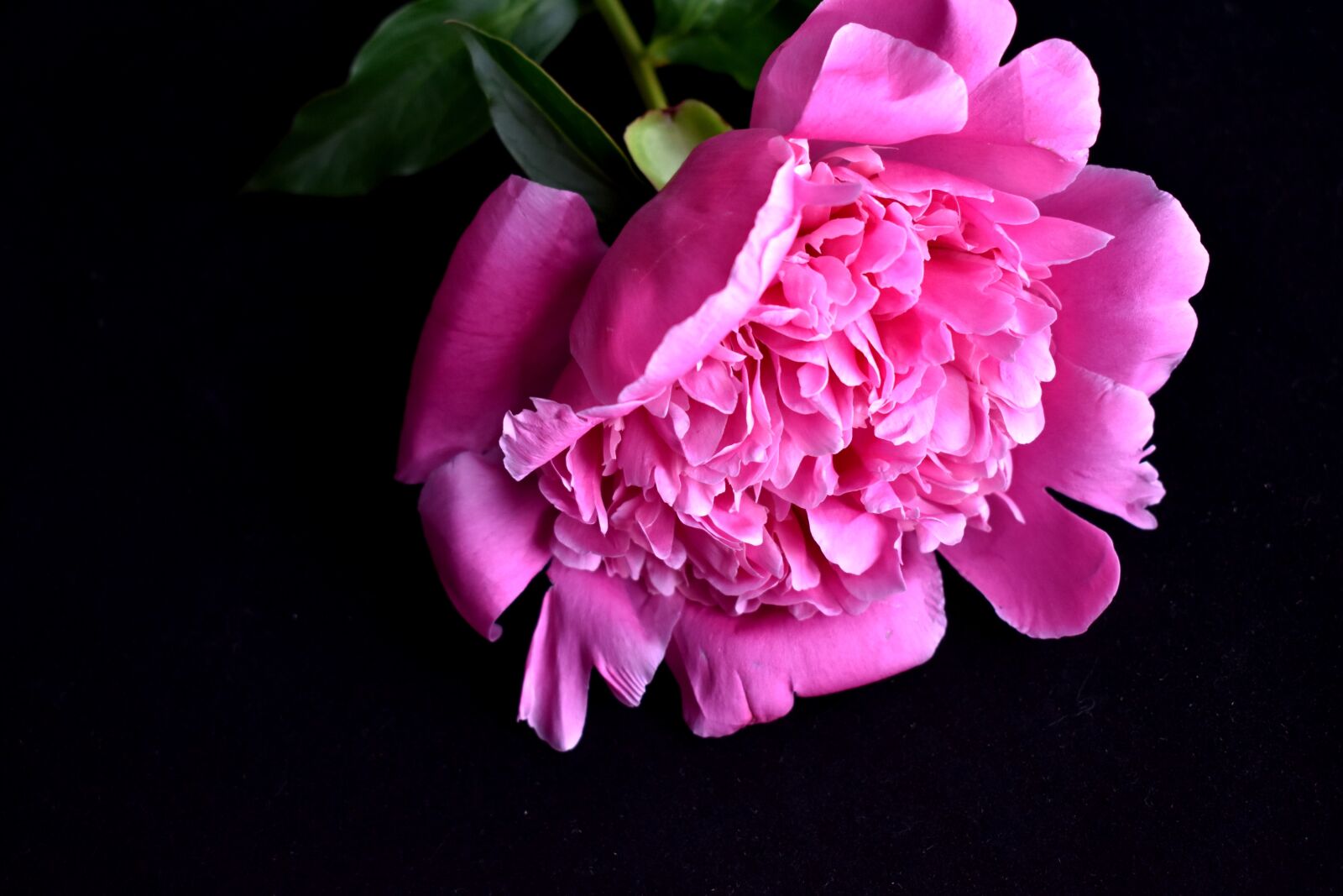 Nikon D3400 sample photo. Peony, bud, gentle photography