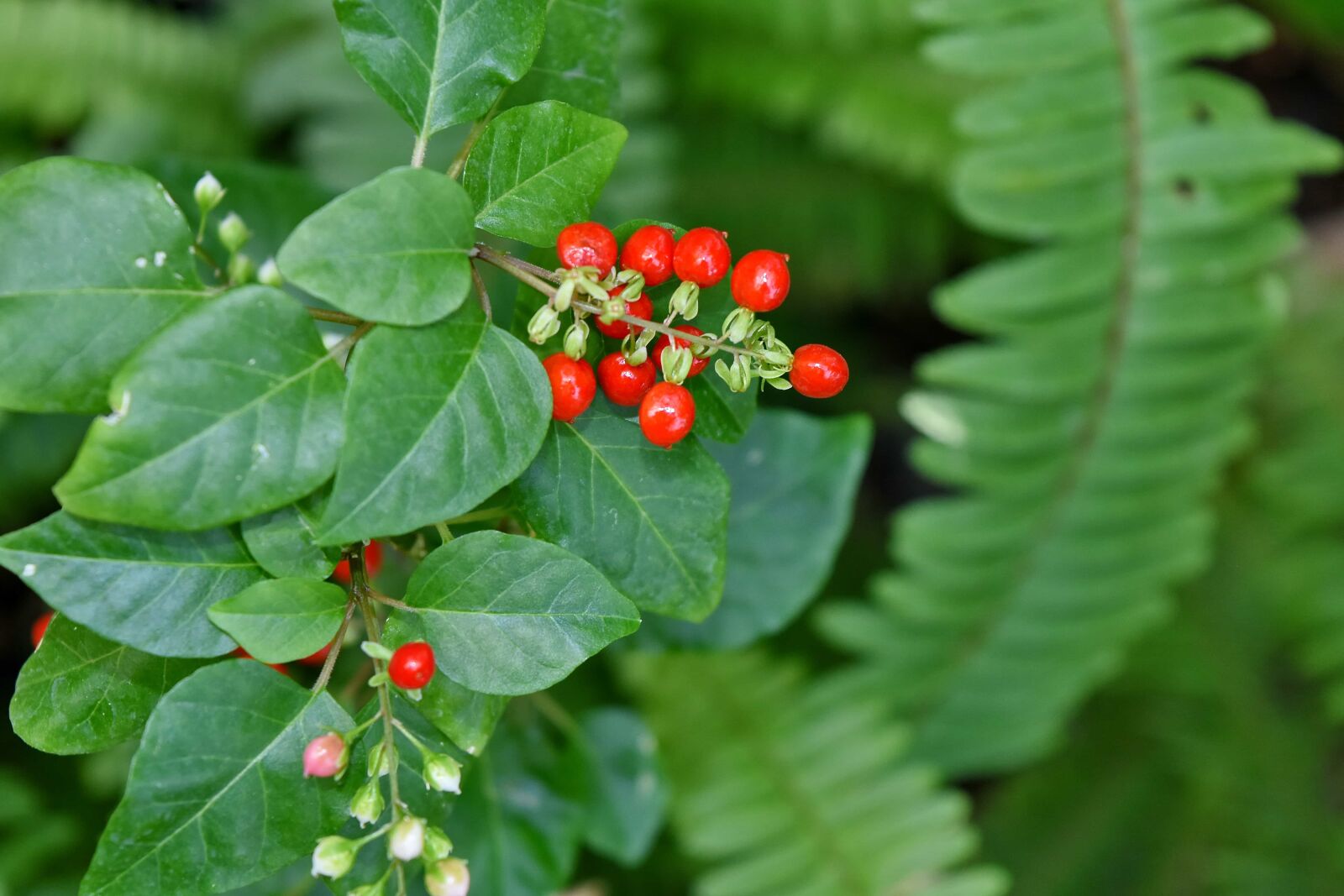 Nikon D5500 sample photo. Plant, berries, berry, nature photography