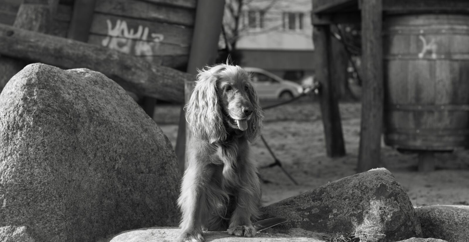 Canon EF 50mm F1.8 STM sample photo. Dog, cocker spaniel, cocker photography