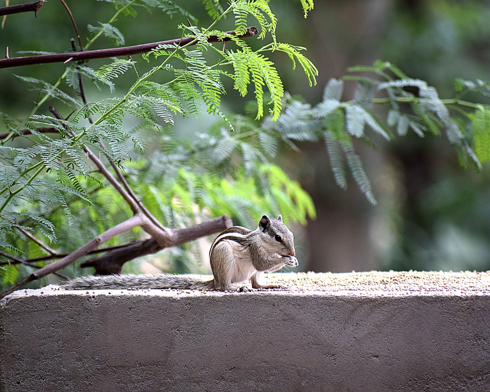 Nikon D3300 sample photo. Squirrel, animal, nature photography
