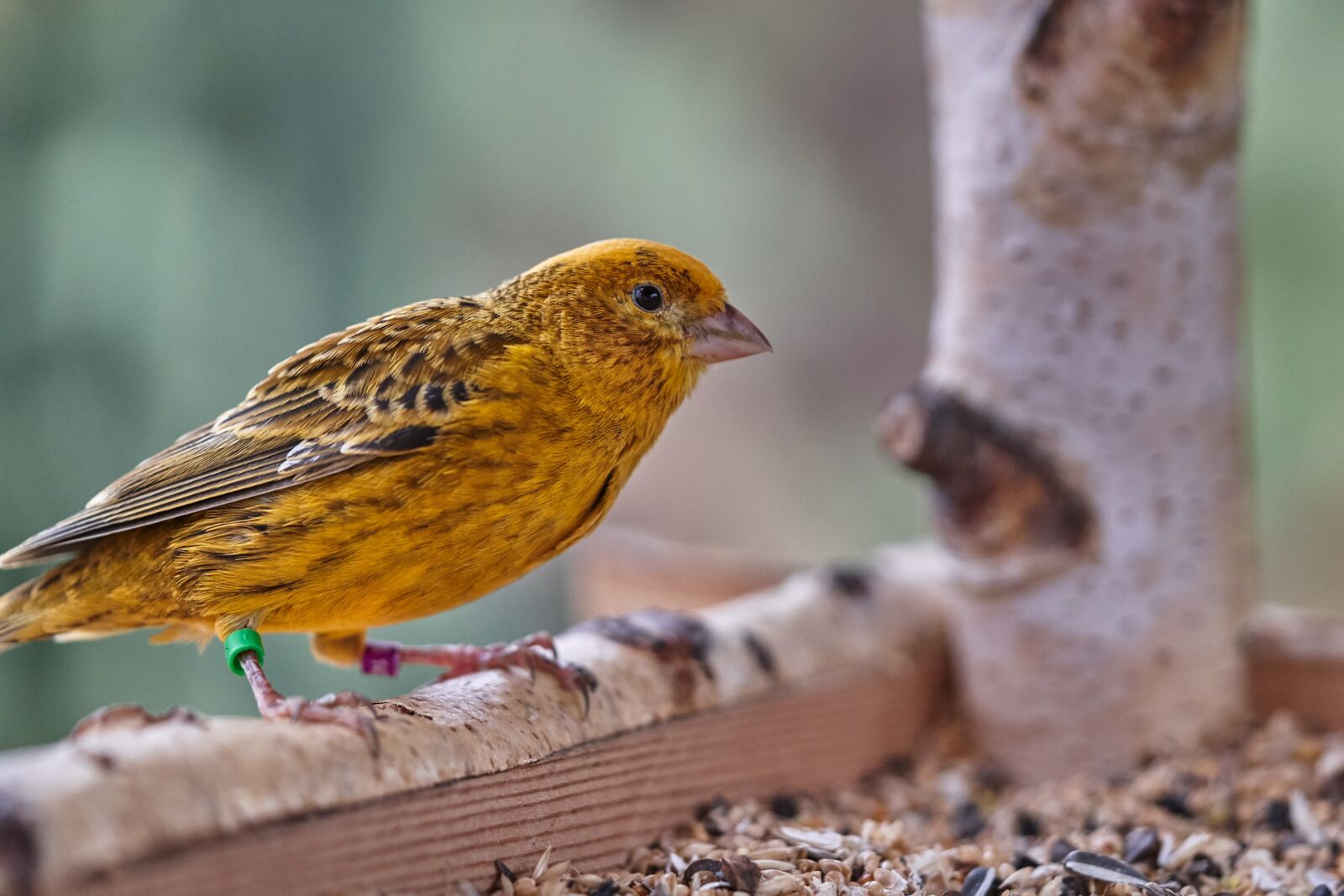 Sony FE 90mm F2.8 Macro G OSS sample photo. Bird, canary bird, eat photography