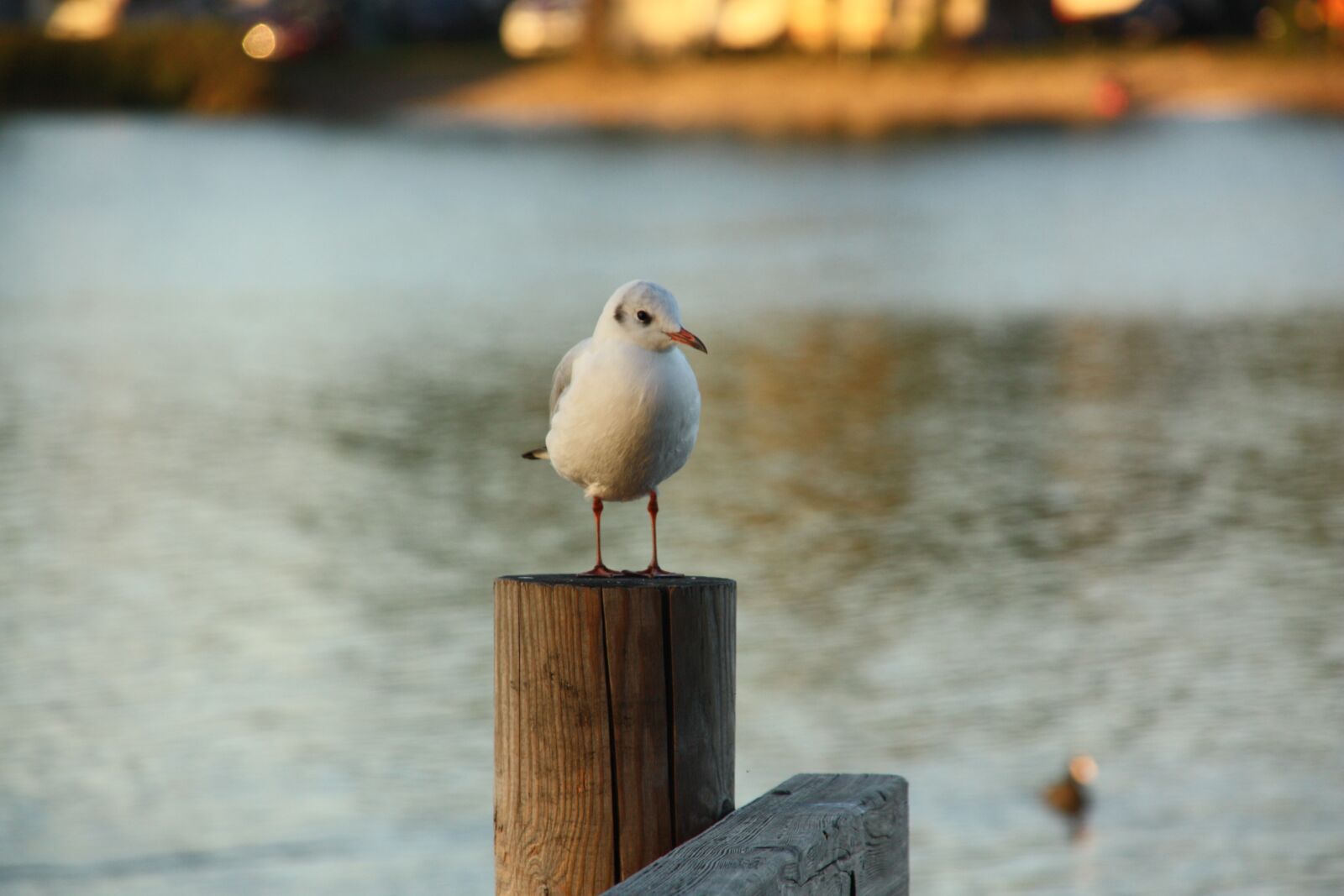 Canon EOS 450D (EOS Rebel XSi / EOS Kiss X2) sample photo. Gull, bird, freedom photography