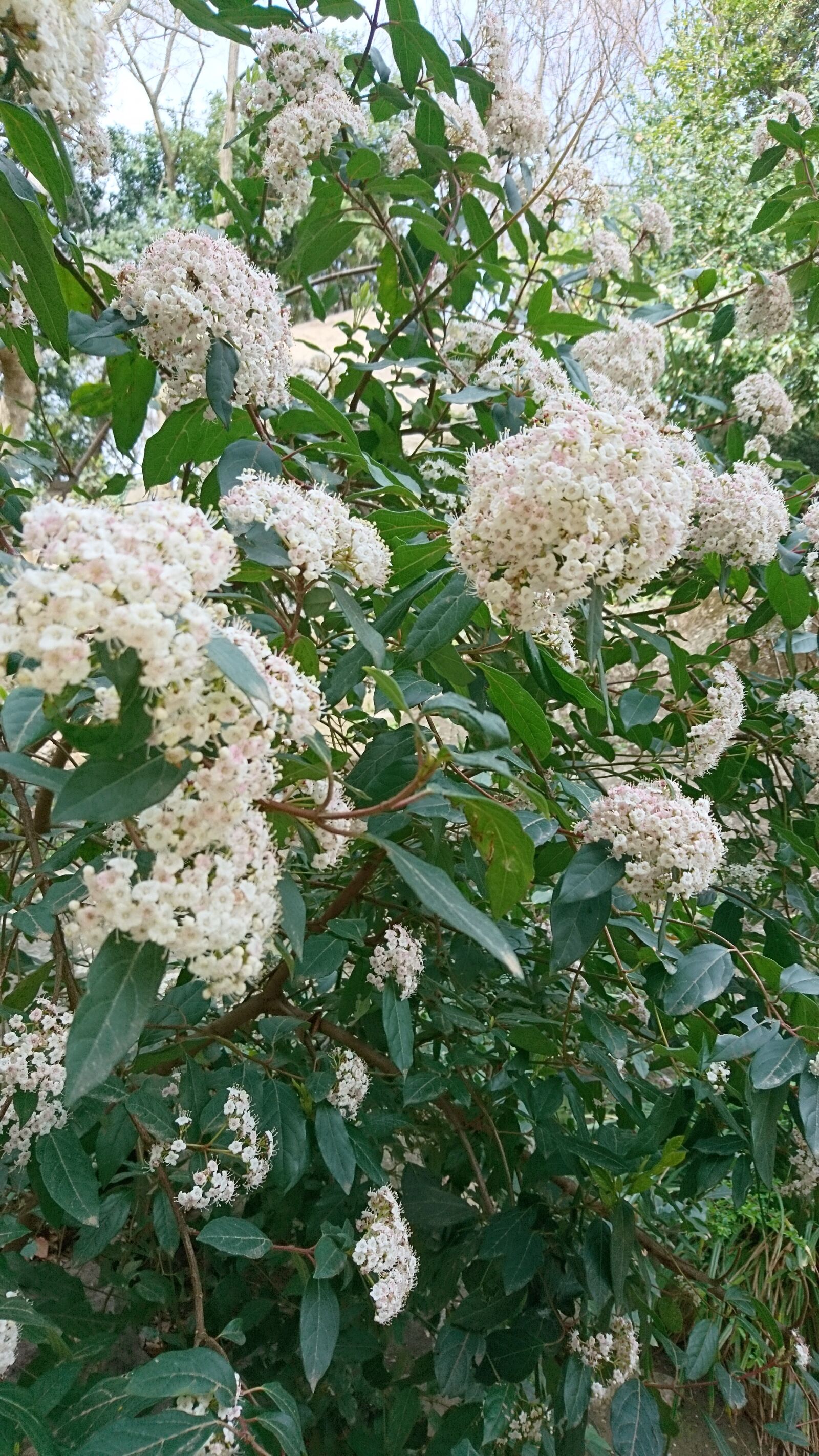 Sony Xperia X Compact sample photo. Flower, summer, bloom photography