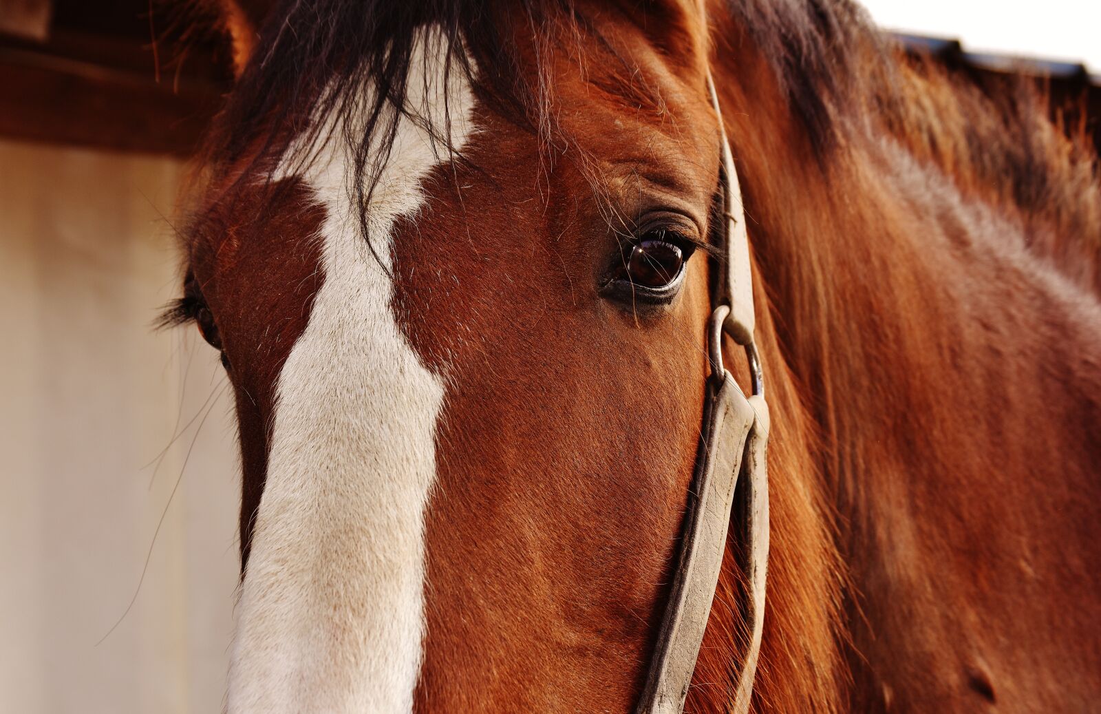 Nikon D7200 sample photo. Shire horse, horse, big photography