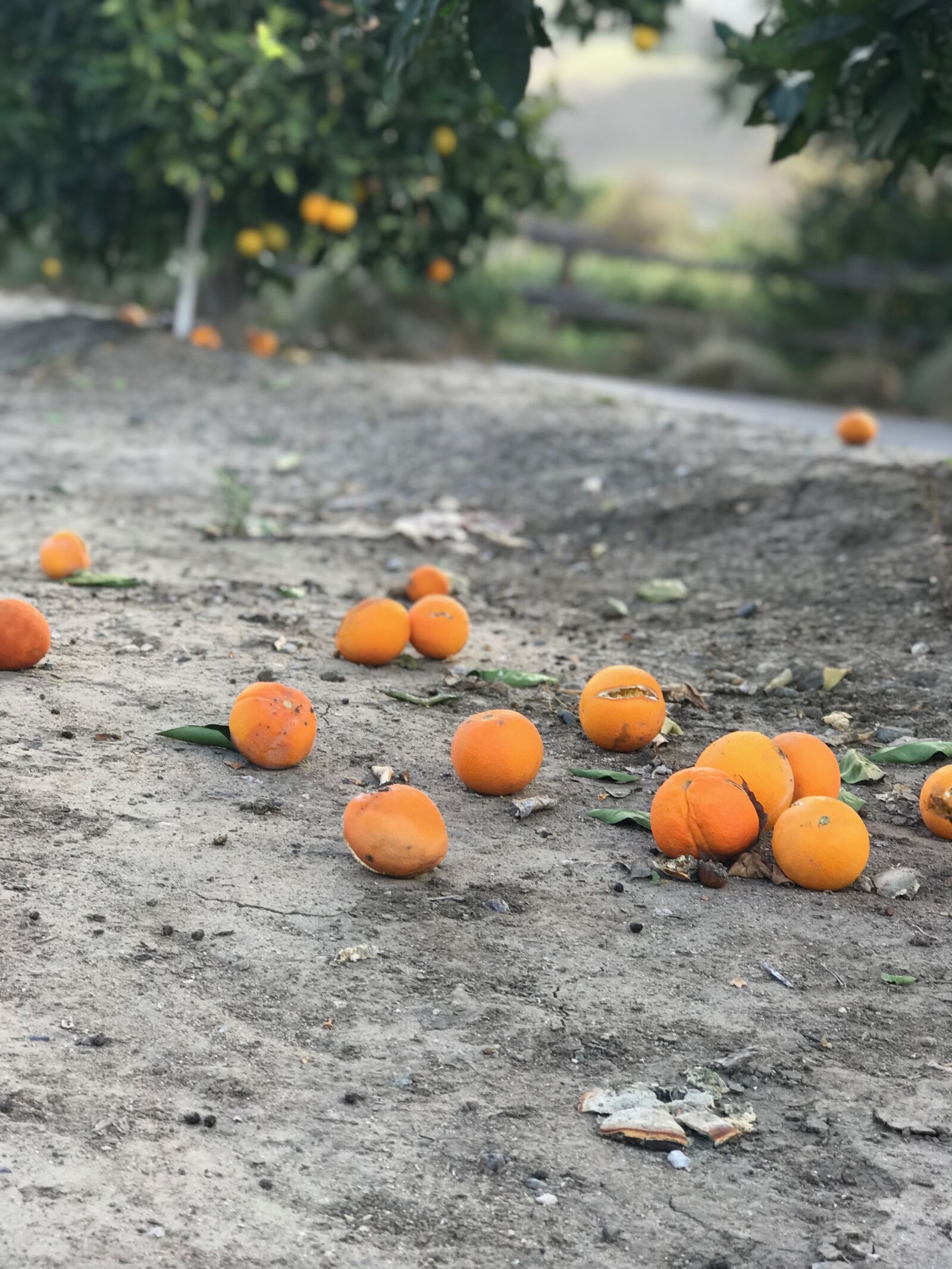 Apple iPhone 7 Plus sample photo. Harvest, oranges, spoiled photography