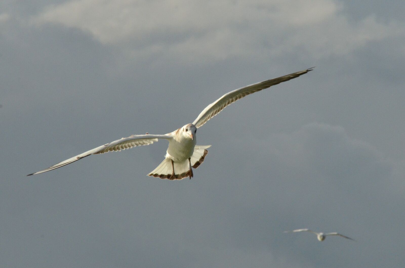Nikon D7000 sample photo. Bird, seagull, wing photography