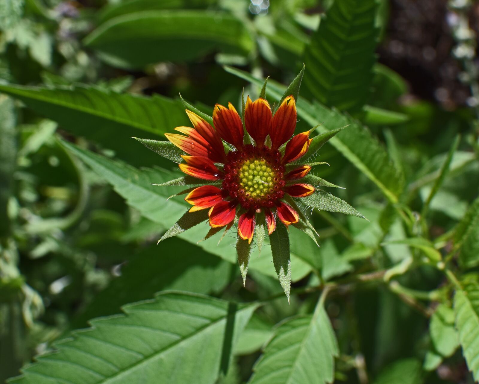 Nikon D3300 sample photo. Coreopsis opening, bud, flower photography