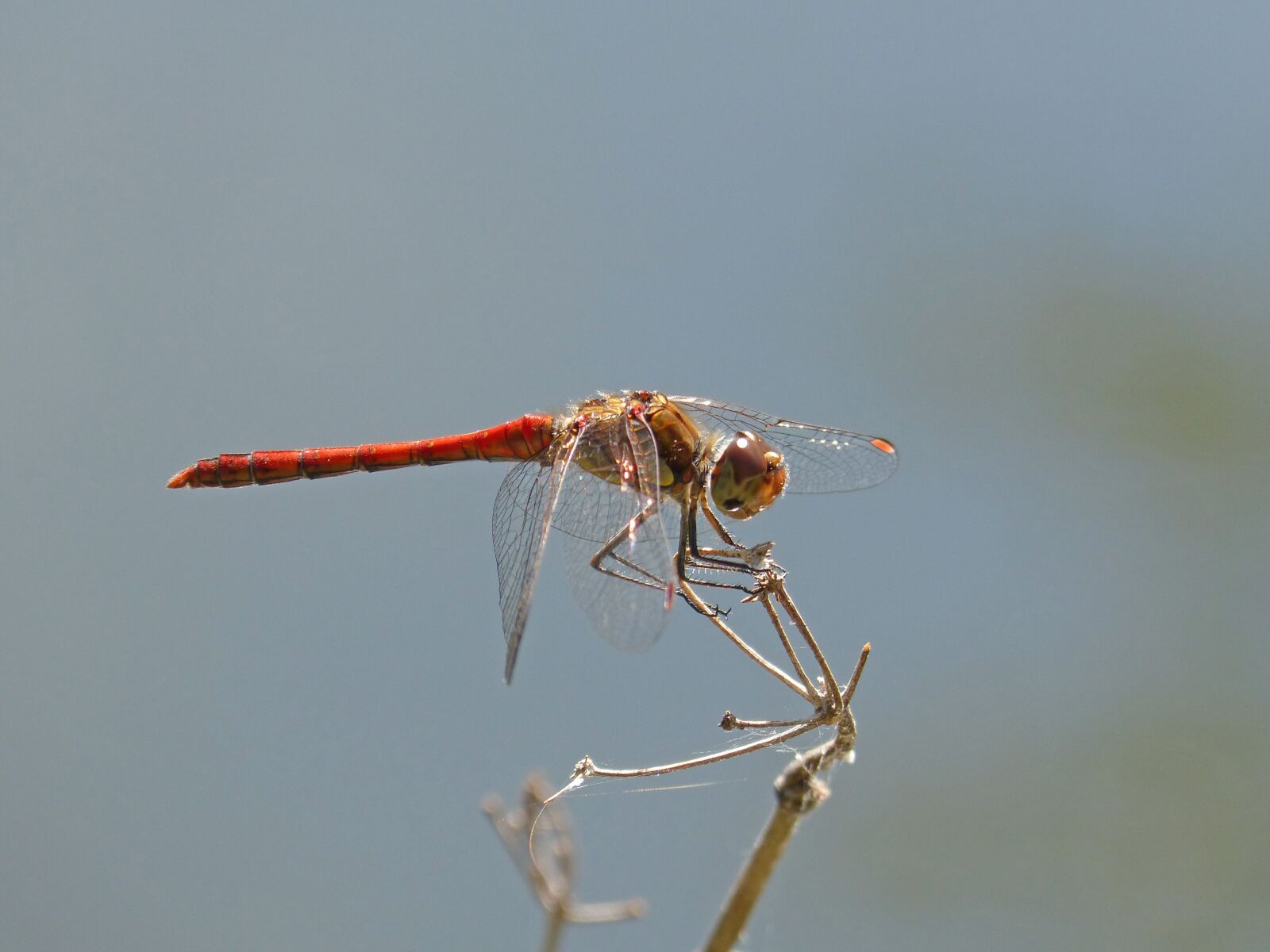 Panasonic DMC-FZ62 sample photo. Dragonfly, red dragonfly, branch photography