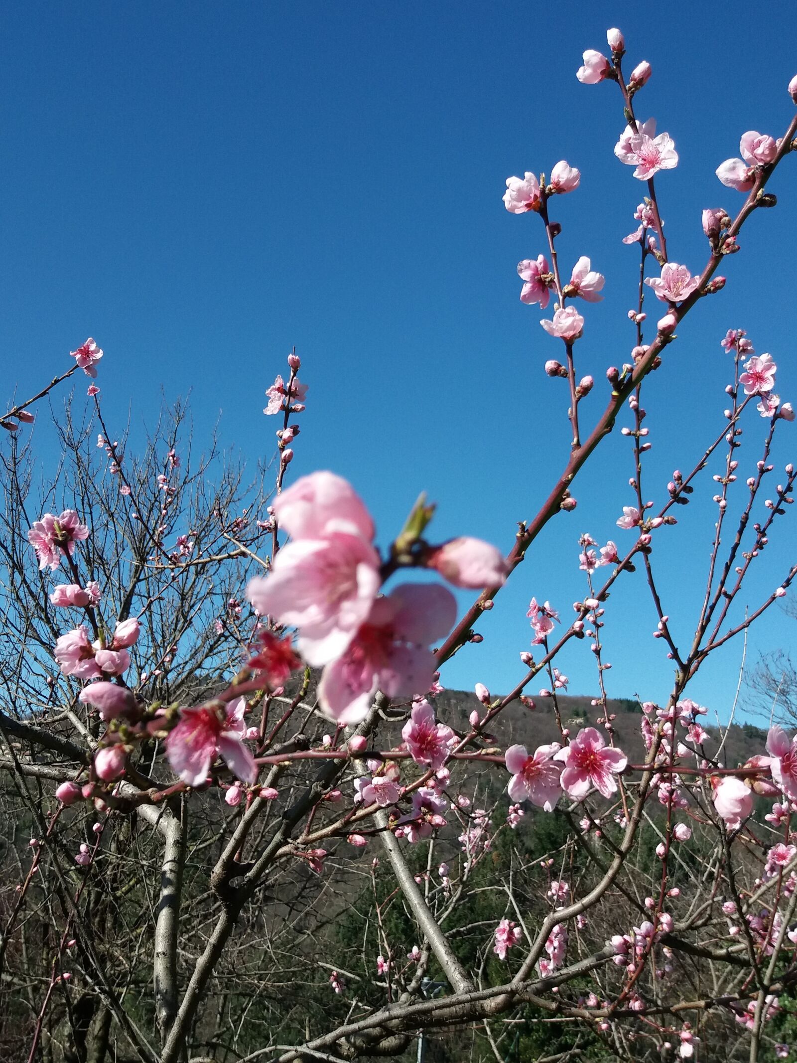 Samsung Galaxy J5(2016) sample photo. Flowers, apricot tree branches photography