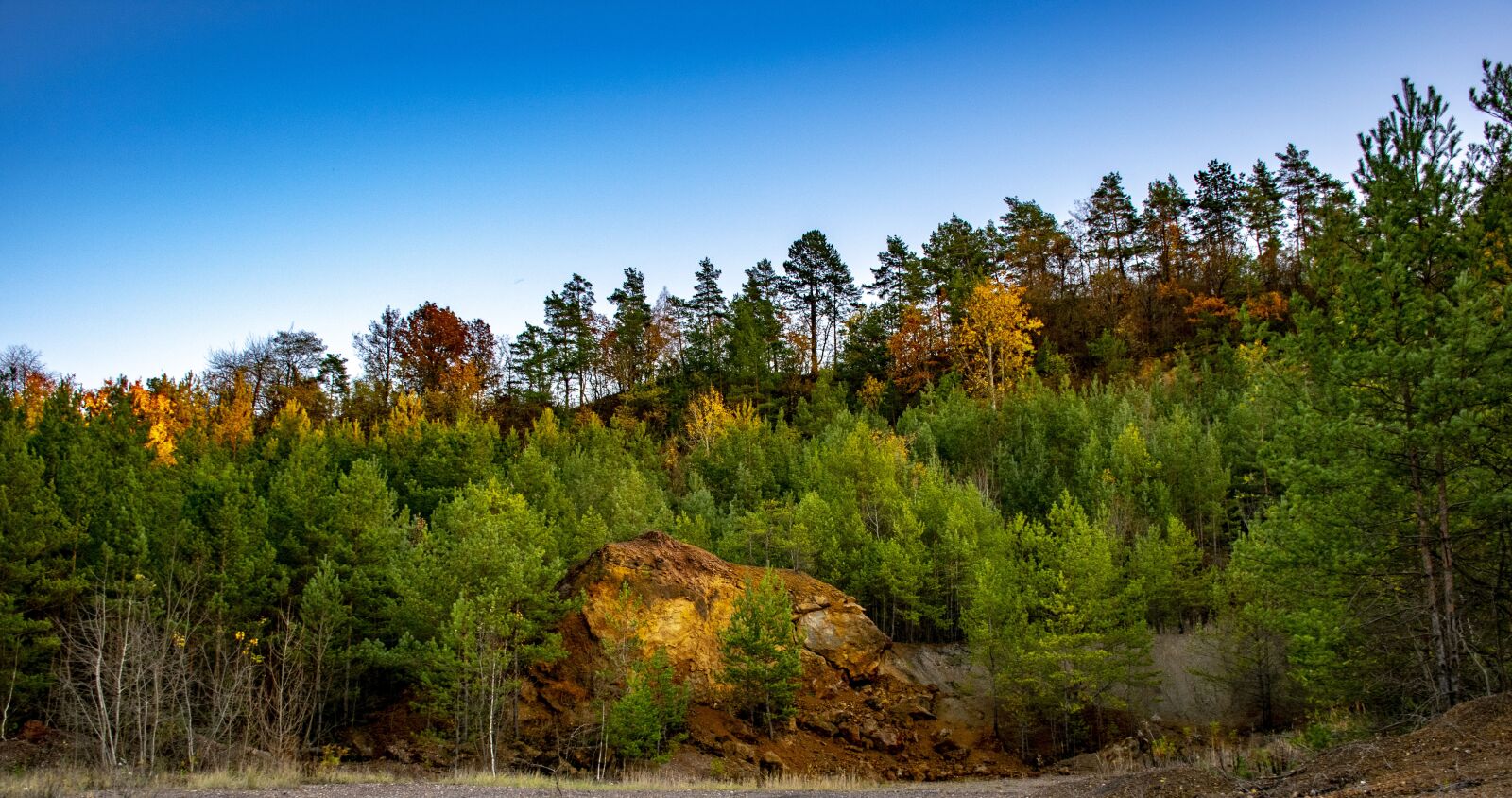 Nikon D5300 sample photo. Wood, forest, nature photography