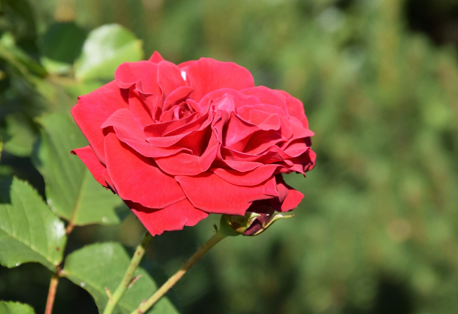 Nikon D5300 sample photo. Rose, flower, romantic photography