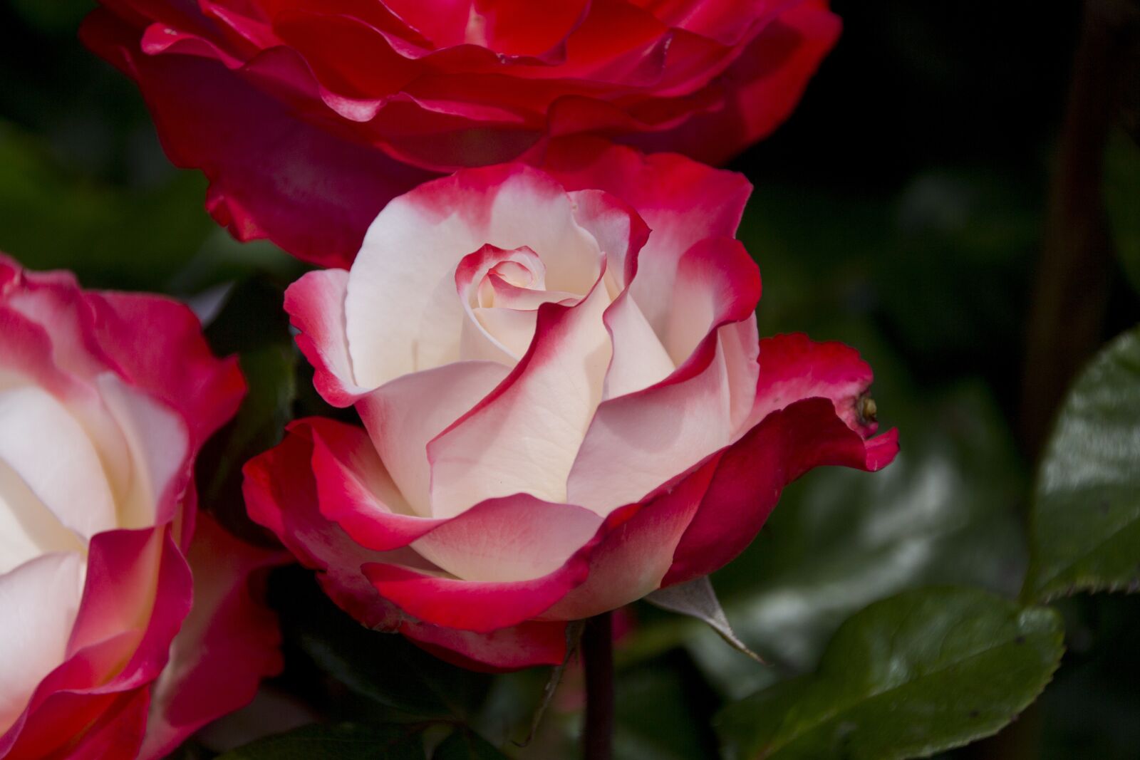 Canon EOS 60D sample photo. Rose, flower, nature photography