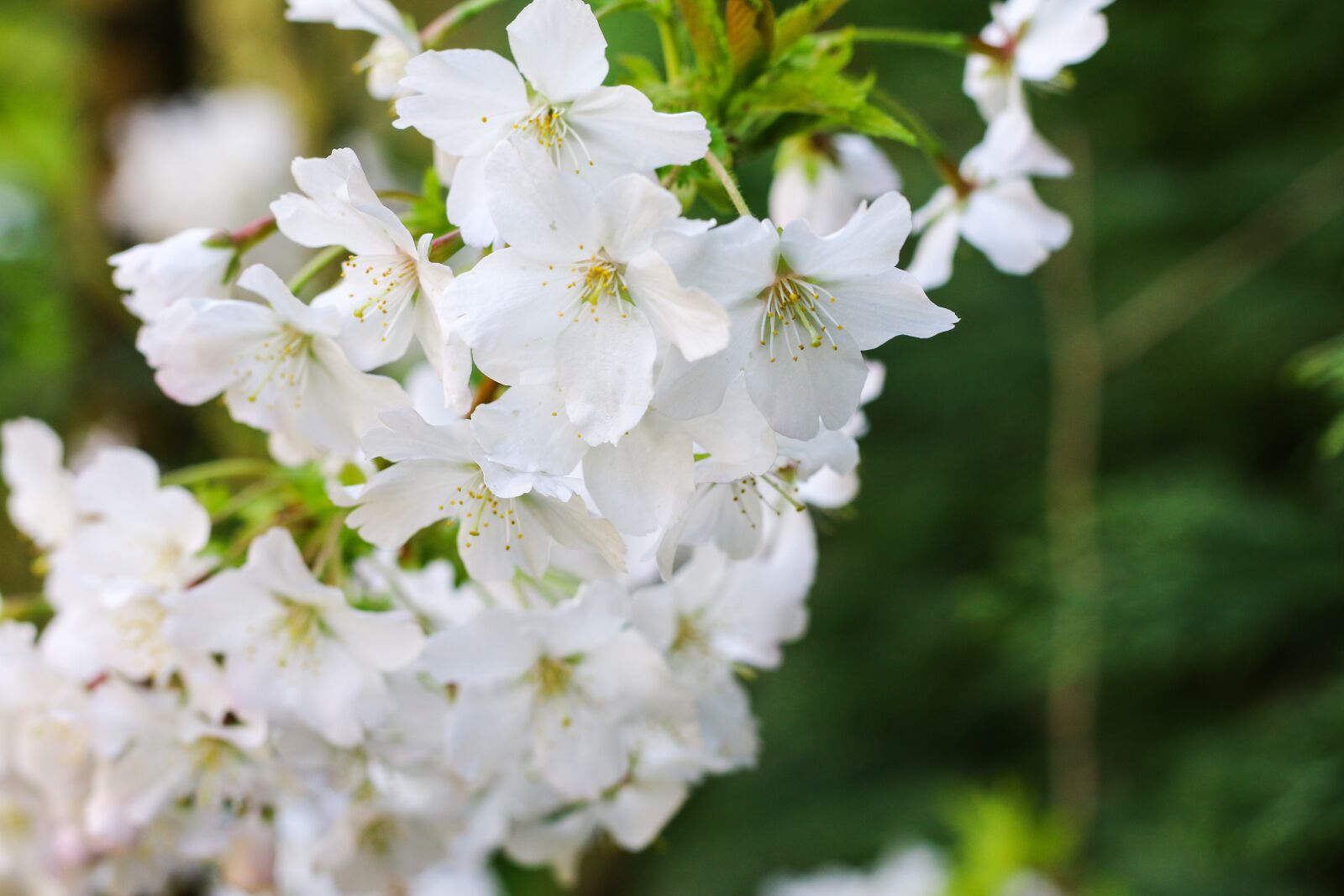 Canon EOS 70D + Canon EF 50mm F1.8 STM sample photo. Prunus, branch, flowers photography