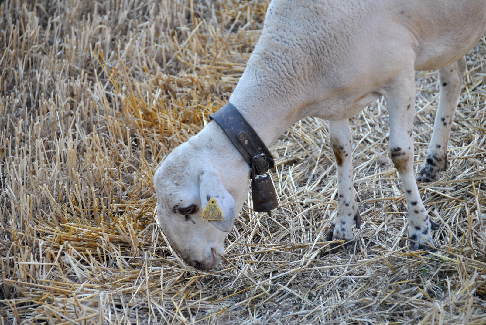 Nikon D3000 sample photo. Sheep, goat, nature photography