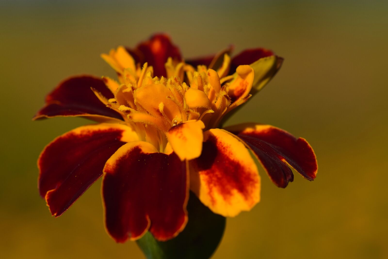 Nikon D3300 sample photo. Marigold, close up, golden photography