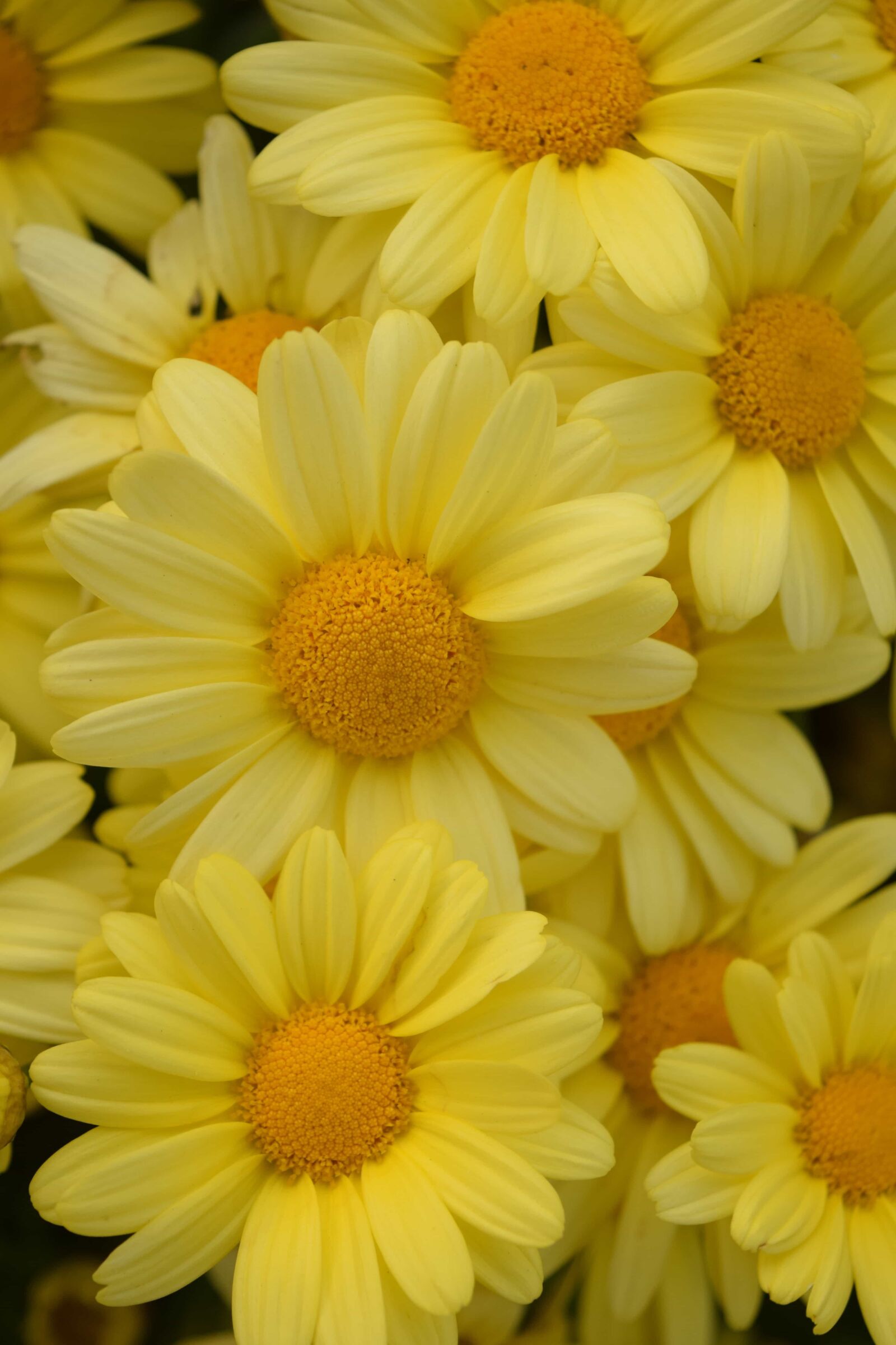 Nikon D3300 sample photo. Petal, flower, summer, nature photography