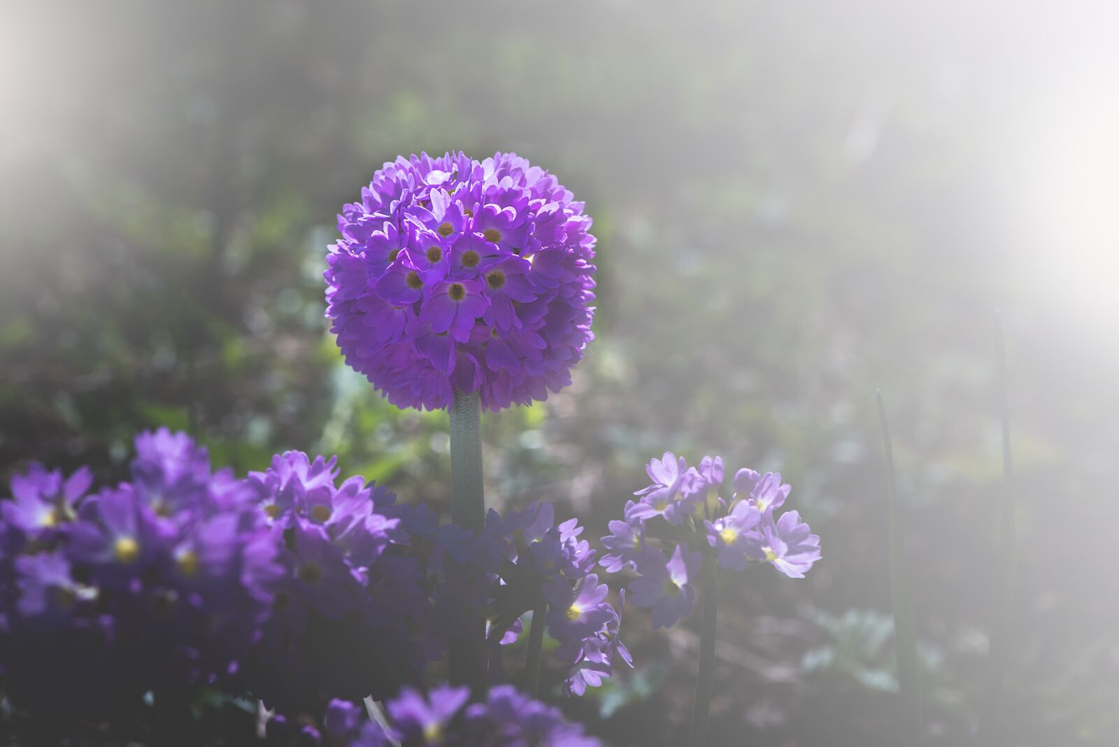 Nikon D750 sample photo. Drumstick, primrose, garden photography