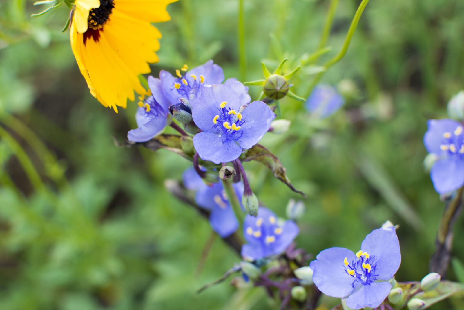 Nikon D7100 sample photo. Spiderwort, flower, tradescantia photography