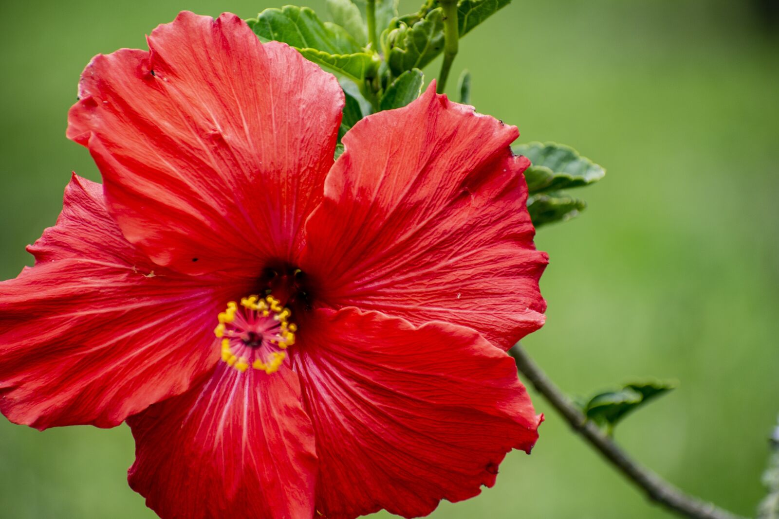 Nikon D600 sample photo. Nature, flower, bella photography