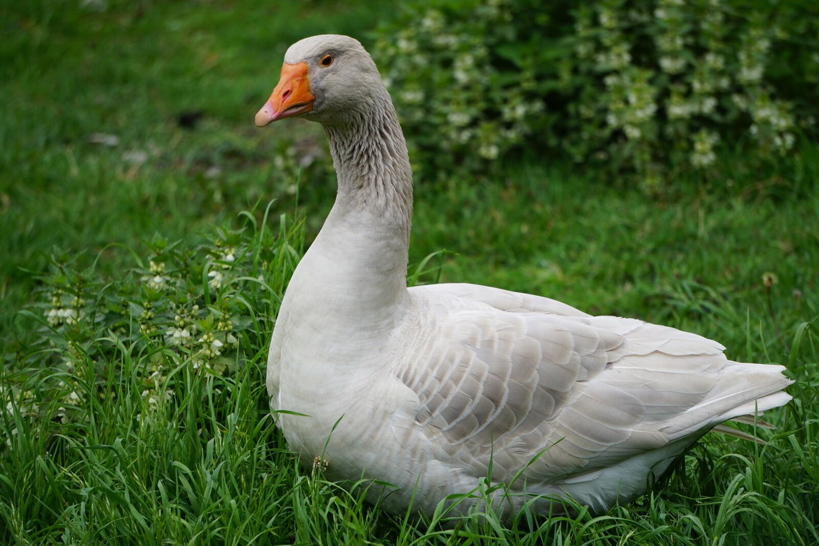 Sony E 55-210mm F4.5-6.3 OSS sample photo. Goose, steinbacher fighting goose photography