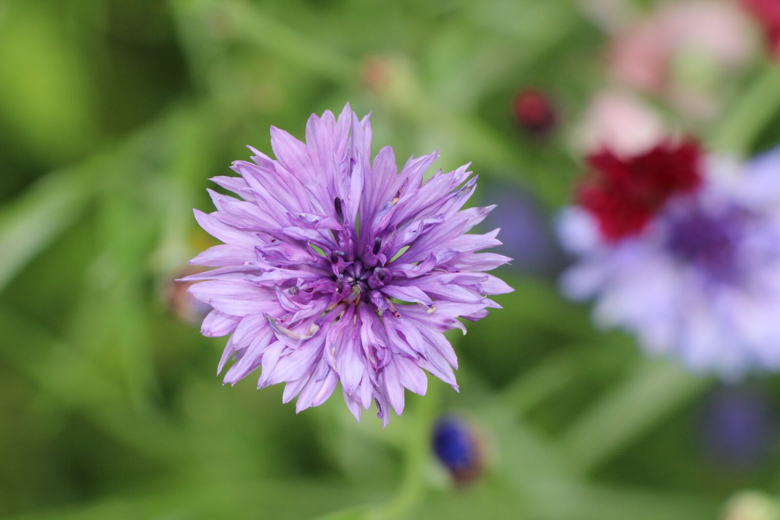 Canon EOS 700D (EOS Rebel T5i / EOS Kiss X7i) sample photo. Flower, blossom, bloom photography